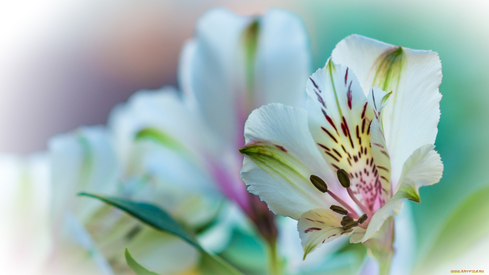 цветы, альстромерия, цветок, природа, растение, лилия, лепестки