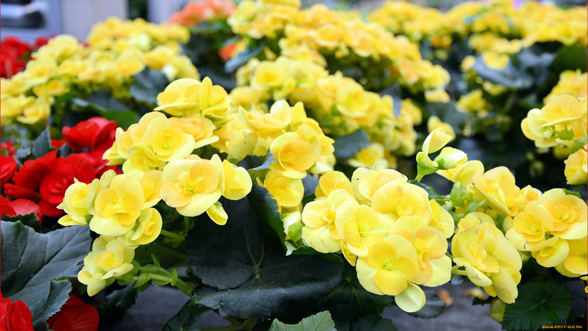 цветы, бегония, желтый