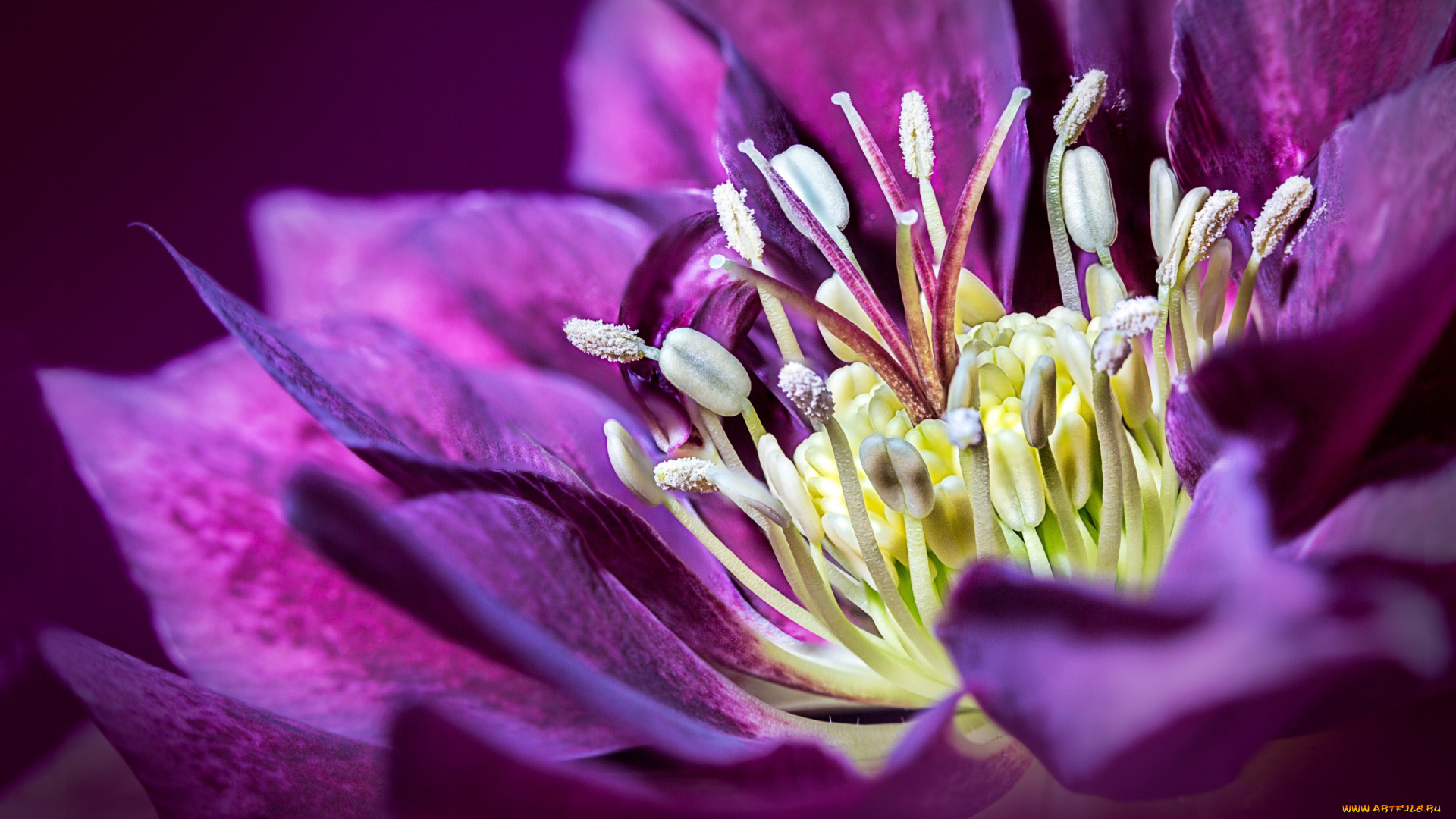 цветы, геллеборус, , морозник, цветок, лепестки