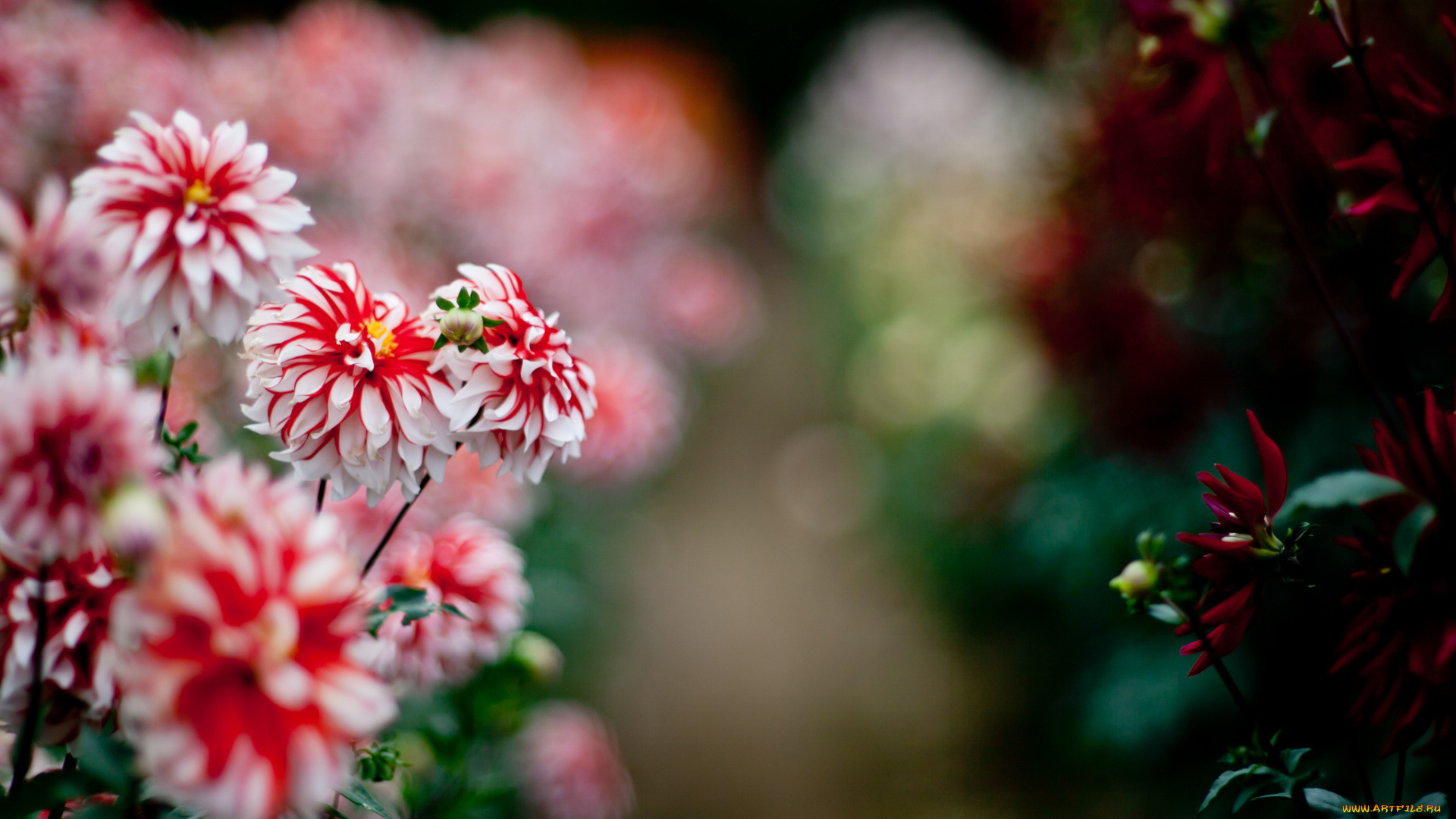 цветы, георгины, природа, лето