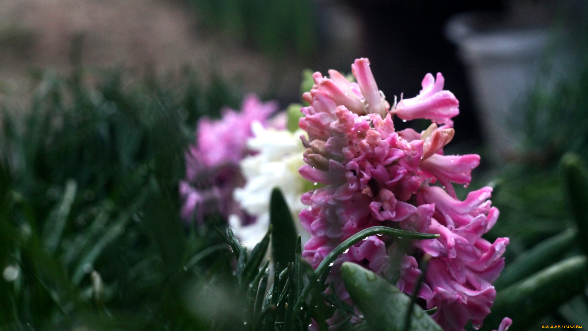 цветы, гиацинты, природа, боке, цветок, капли, макро, фон