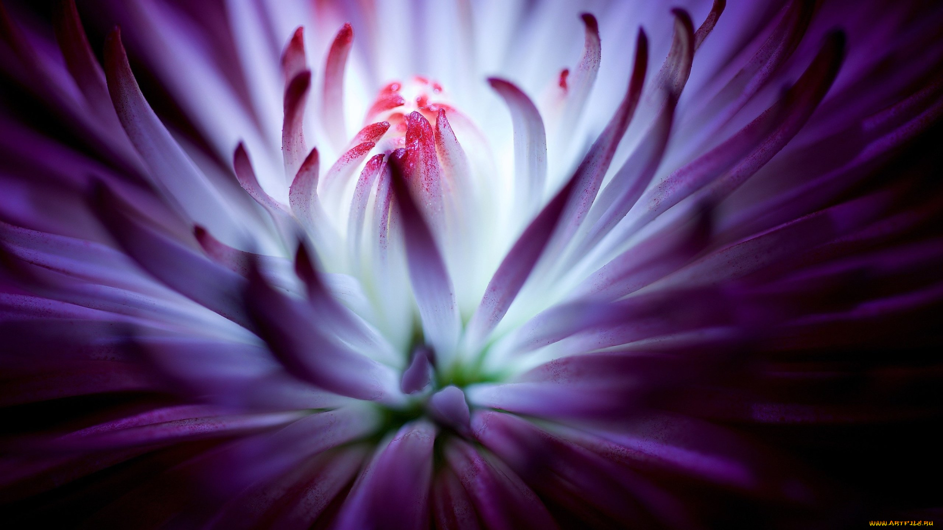 цветы, хризантемы, фиолетовый, цветок, хризантема