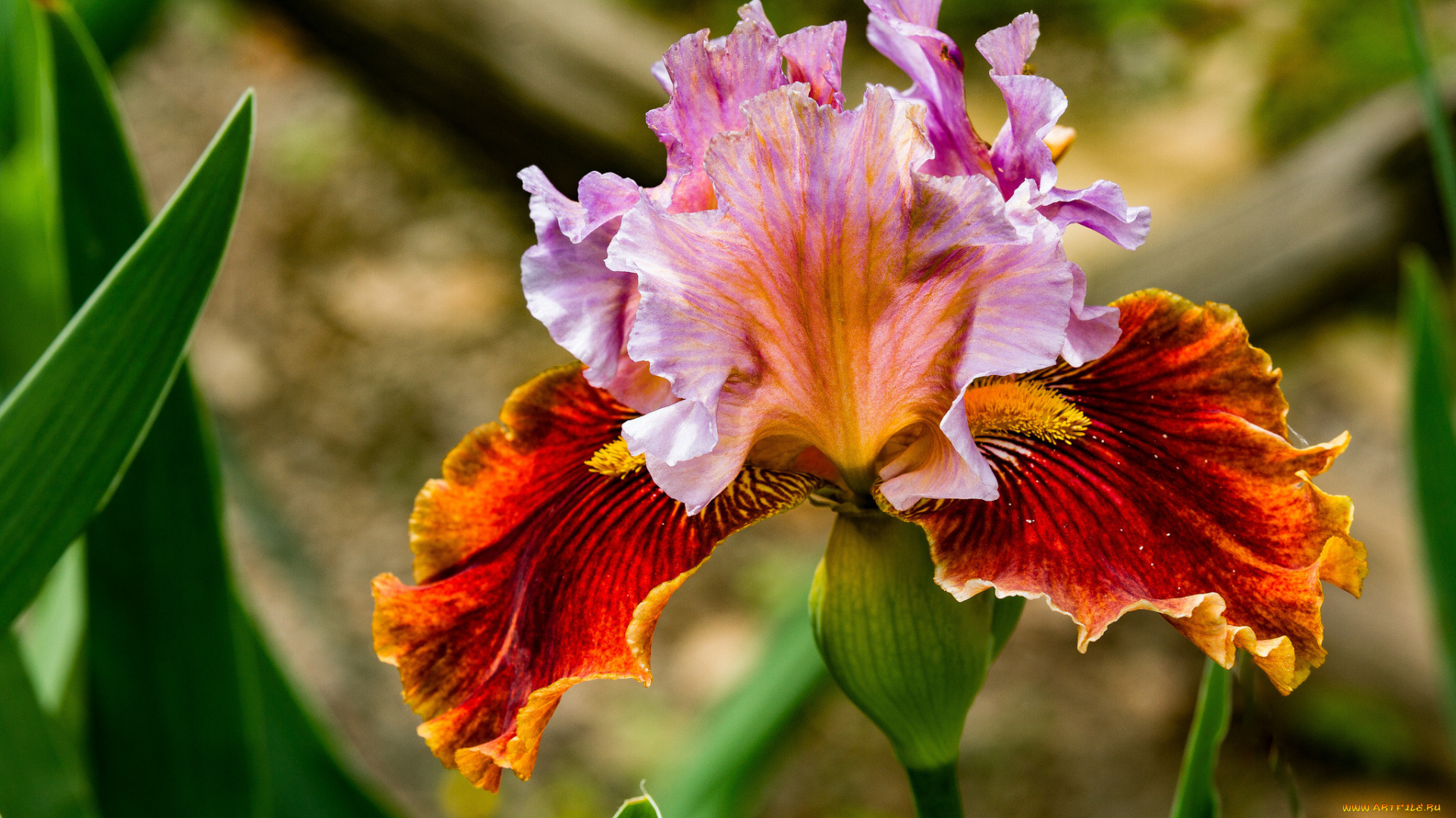 цветы, ирисы, ирис, цветок, листья