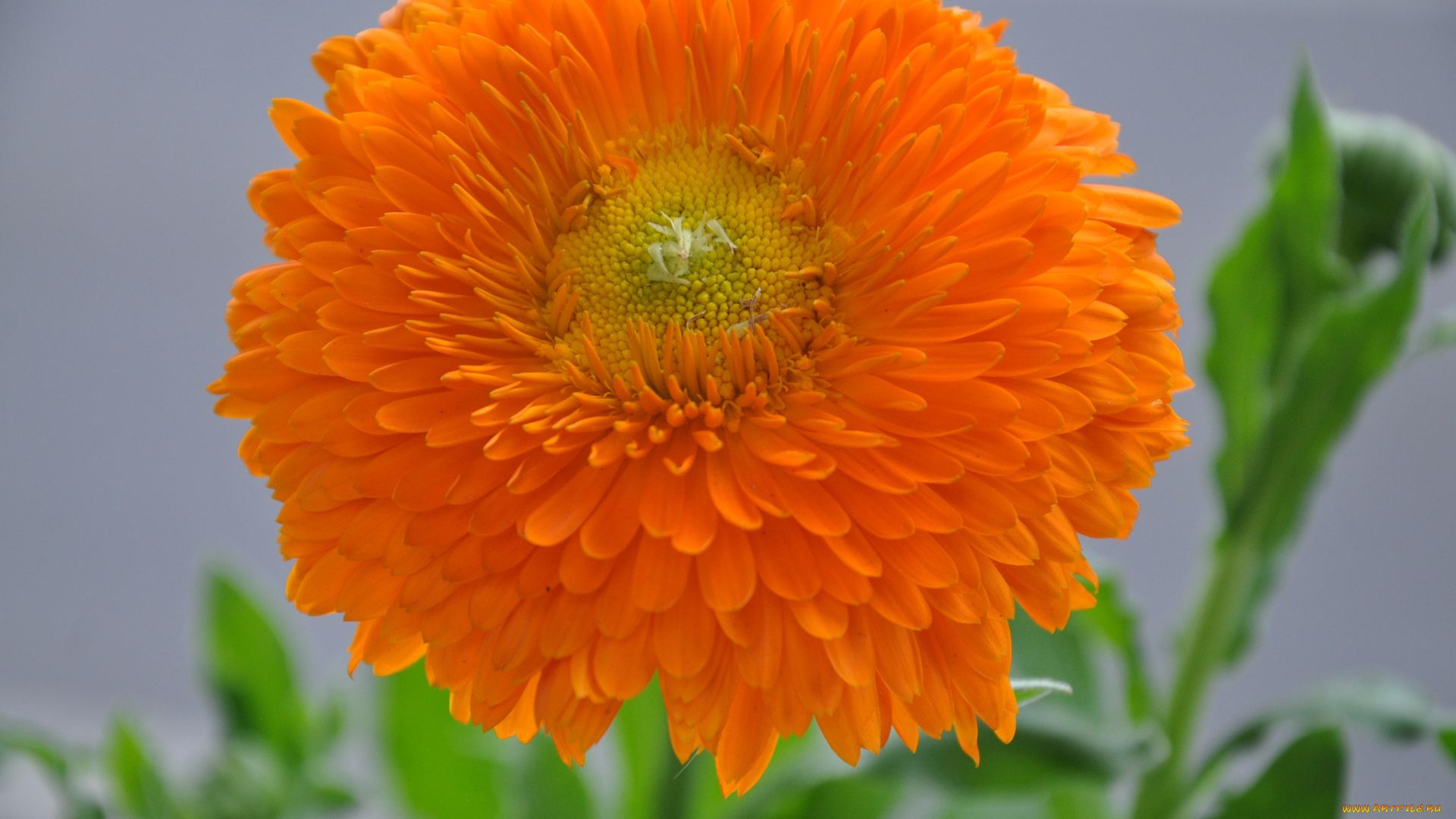 цветы, календула, природа, бутон, листья, цветок, лепестки, растение