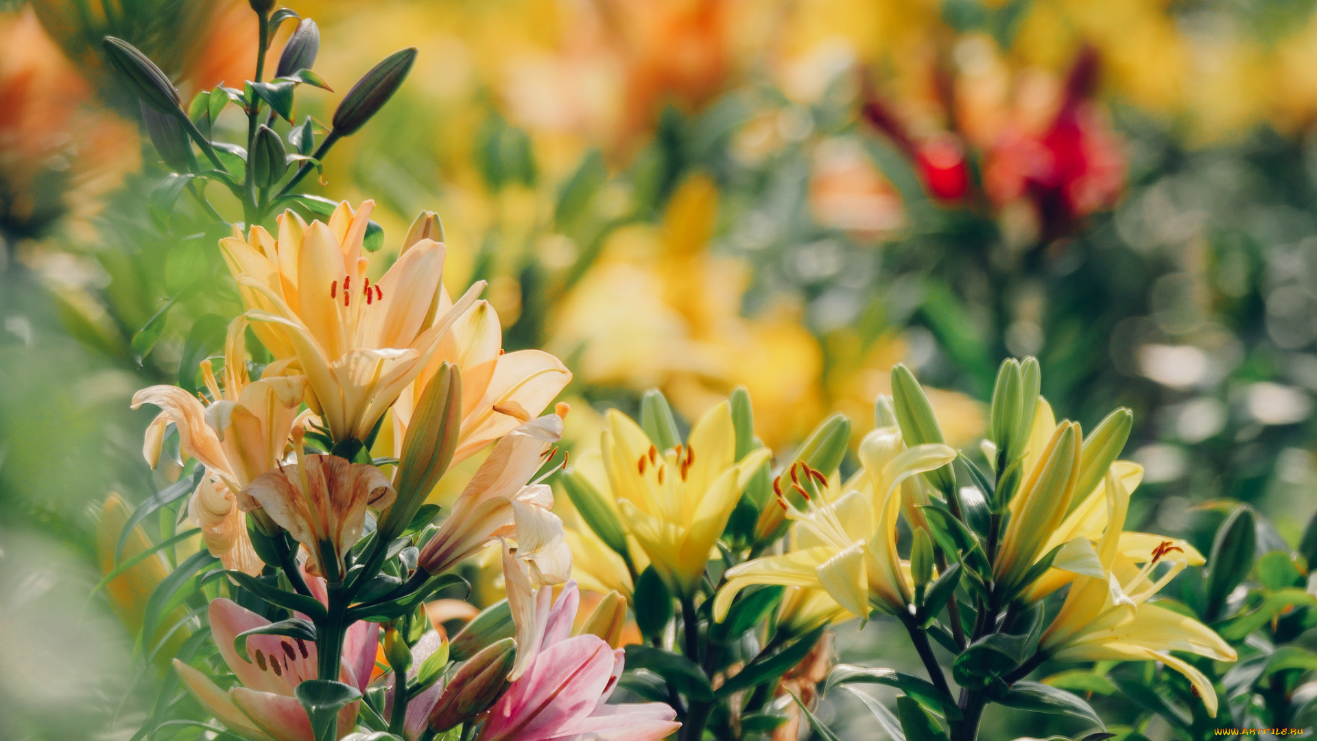 цветы, лилии, , лилейники, лето, природа