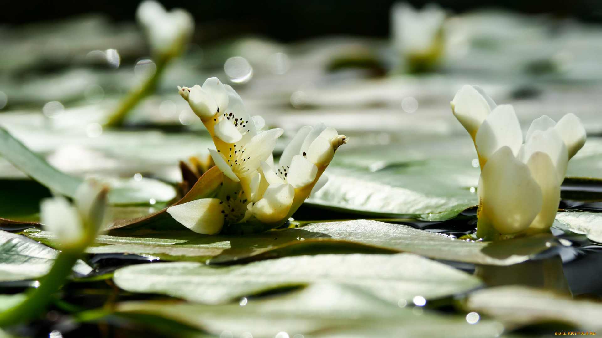 цветы, лилии, водяные, , нимфеи, , кувшинки, листья, вода, природа, боке