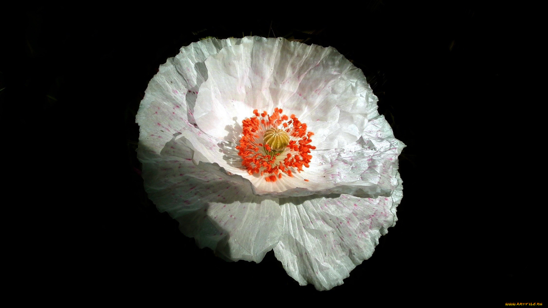 цветы, маки, макро