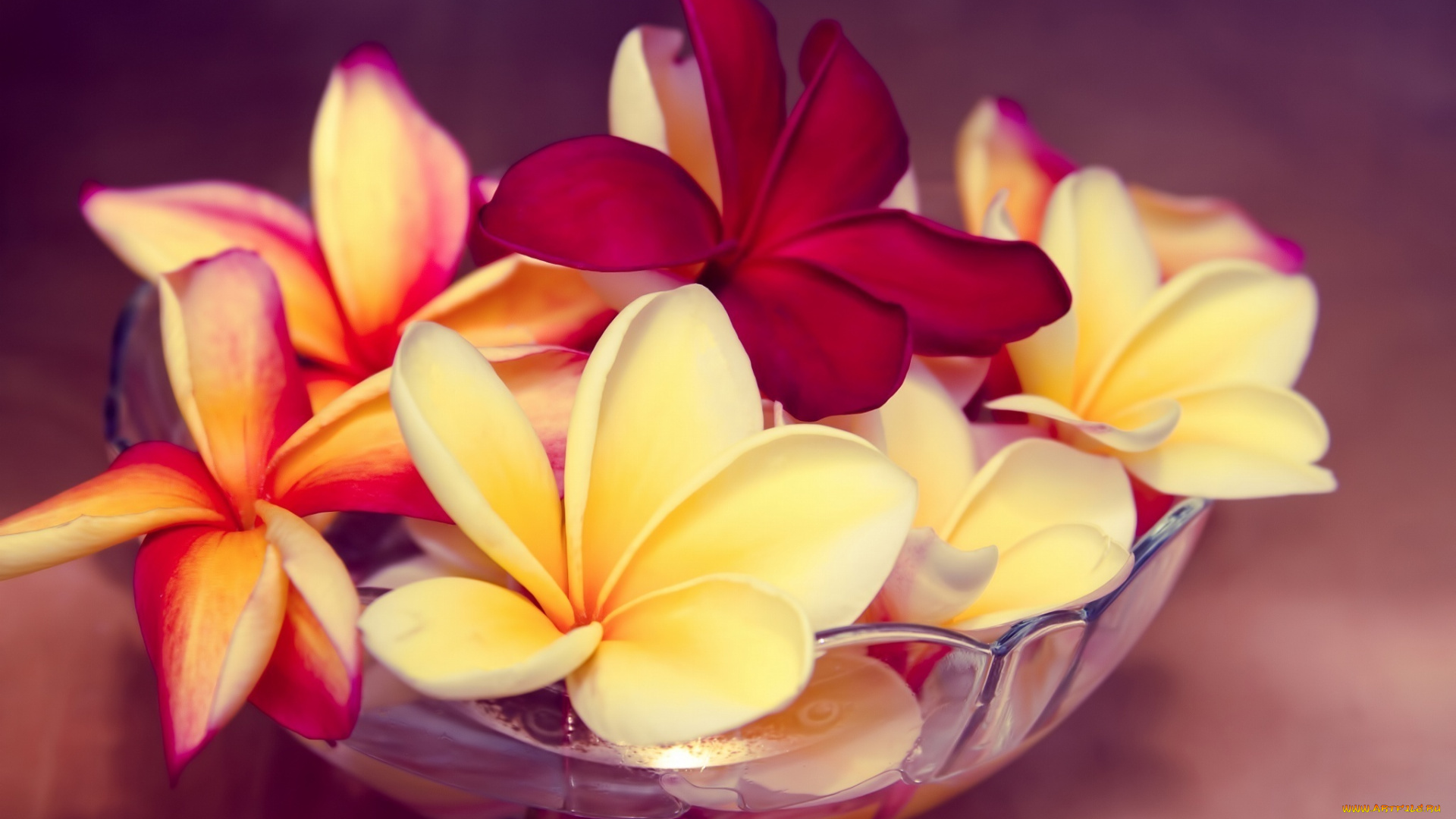 цветы, плюмерия, экзотические, франжипани, чаша