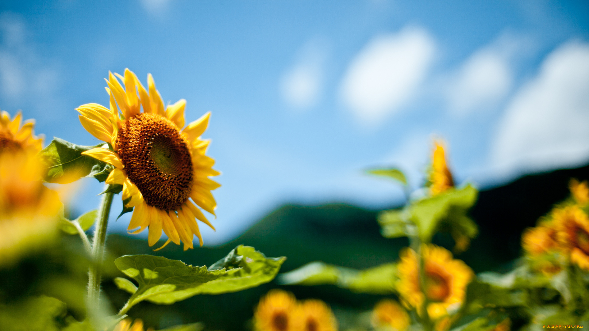 цветы, подсолнухи, petals, лепестки, цветение, sunflower, flowers, подсолнух, bloom