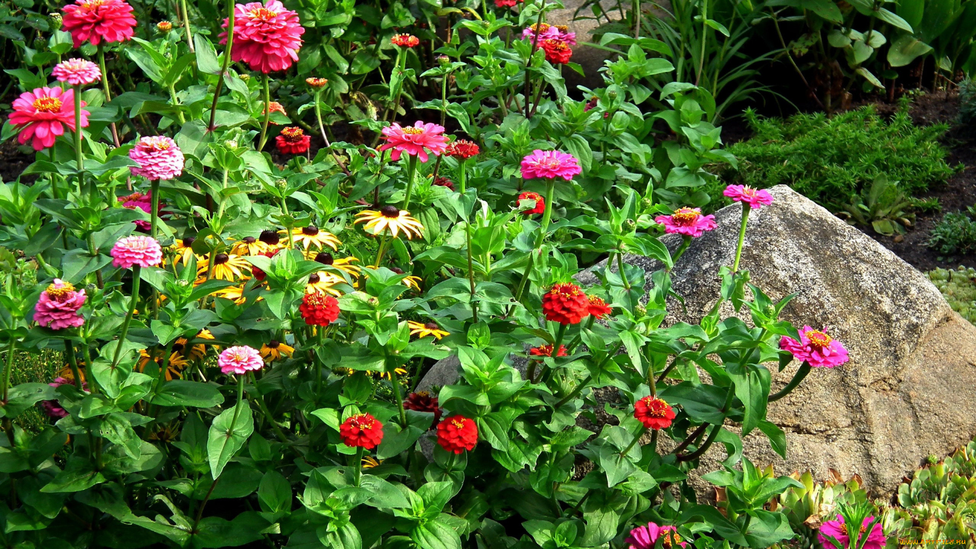цветы, разные, вместе, рудбекия, циннии, камень