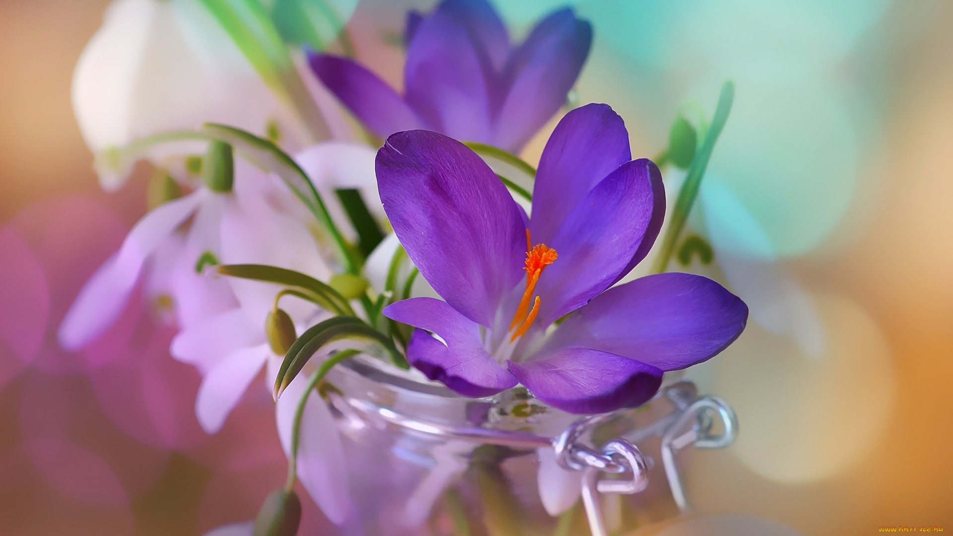 цветы, разные, вместе, весна, банк, подснежники, крокусы, боке