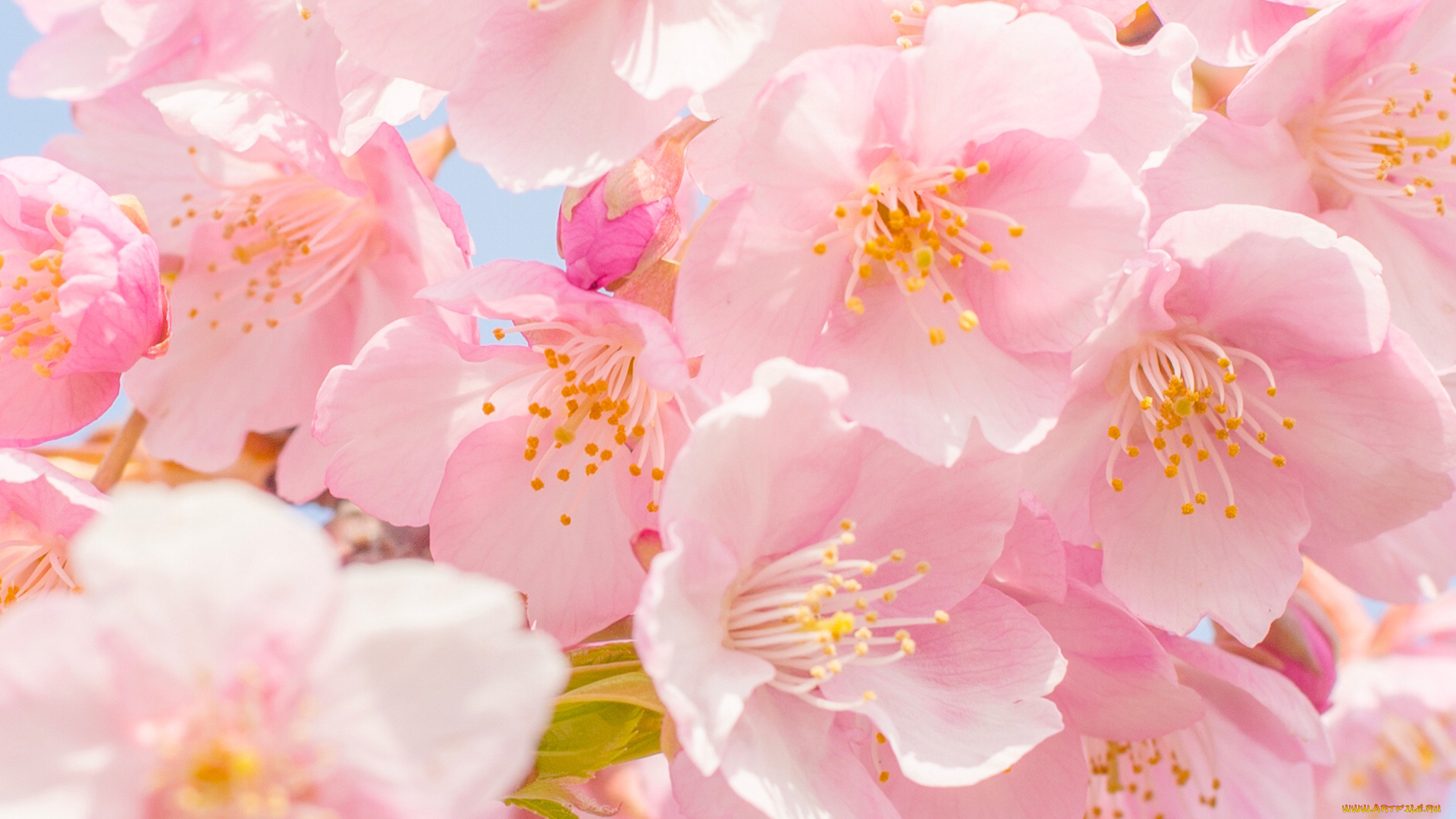 цветы, сакура, , вишня, цветение, вишня, цветки, макро