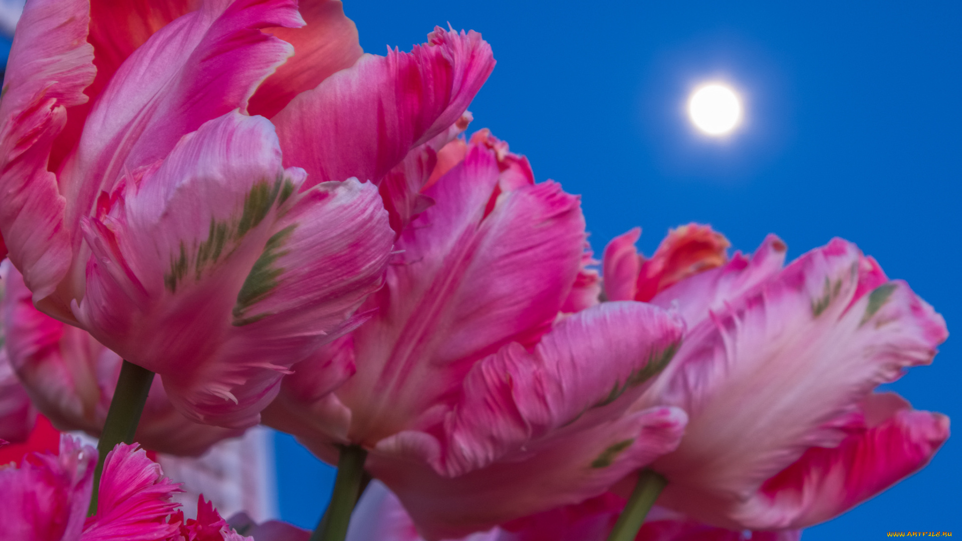 цветы, тюльпаны, стебель, лепестки, луна, небо
