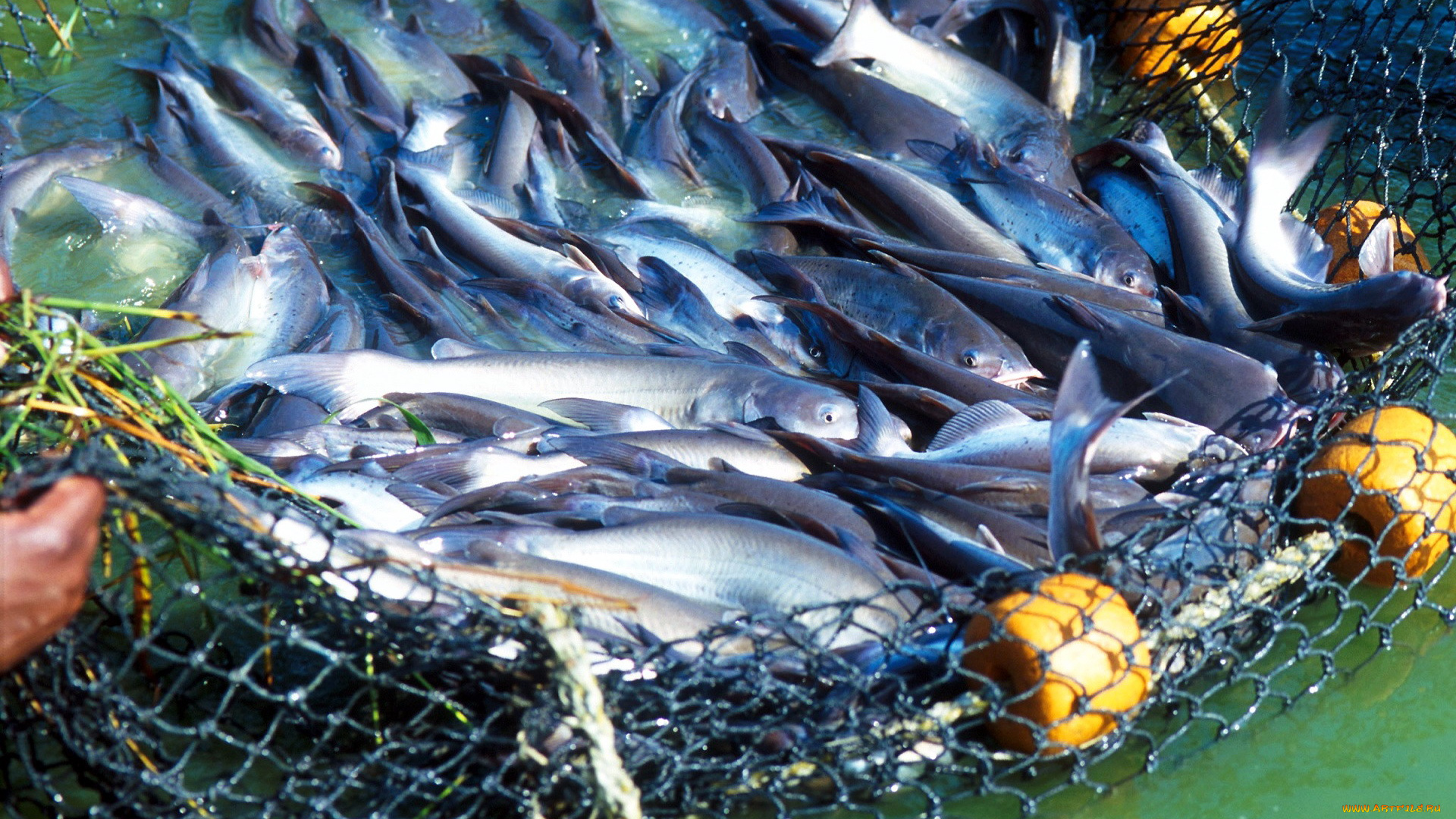 еда, рыба, , морепродукты, , суши, , роллы, много, невод, улов