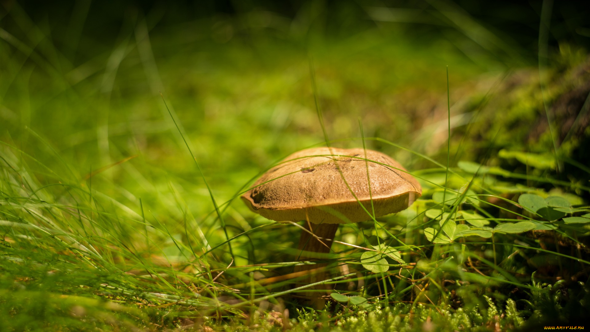 природа, грибы, боке, гриб, трава