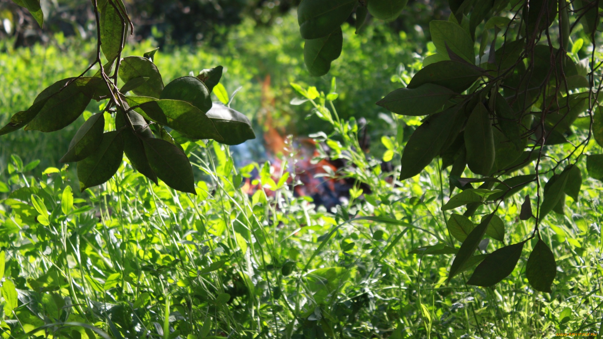 природа, листья, трава