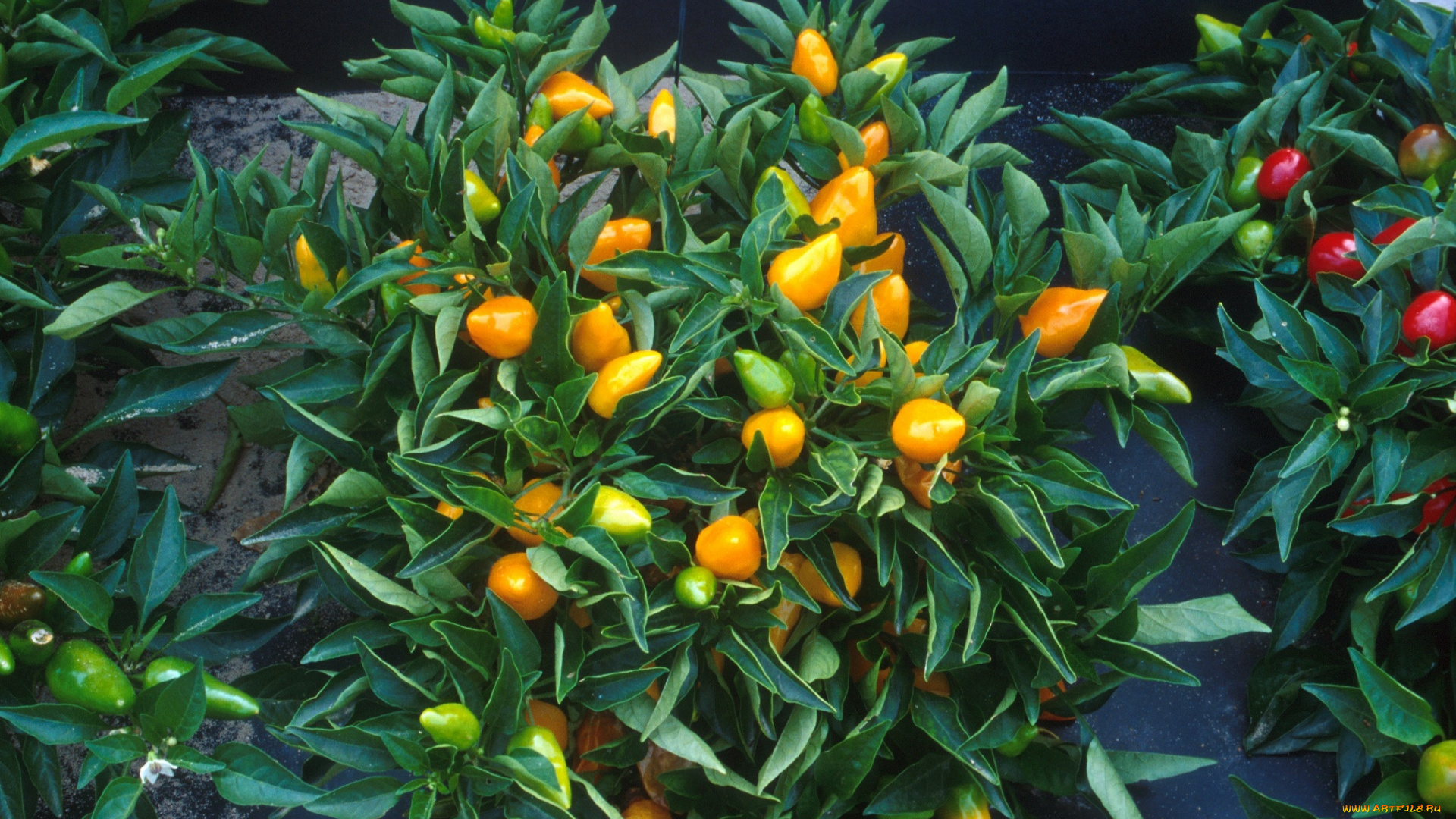 природа, плоды, перчики