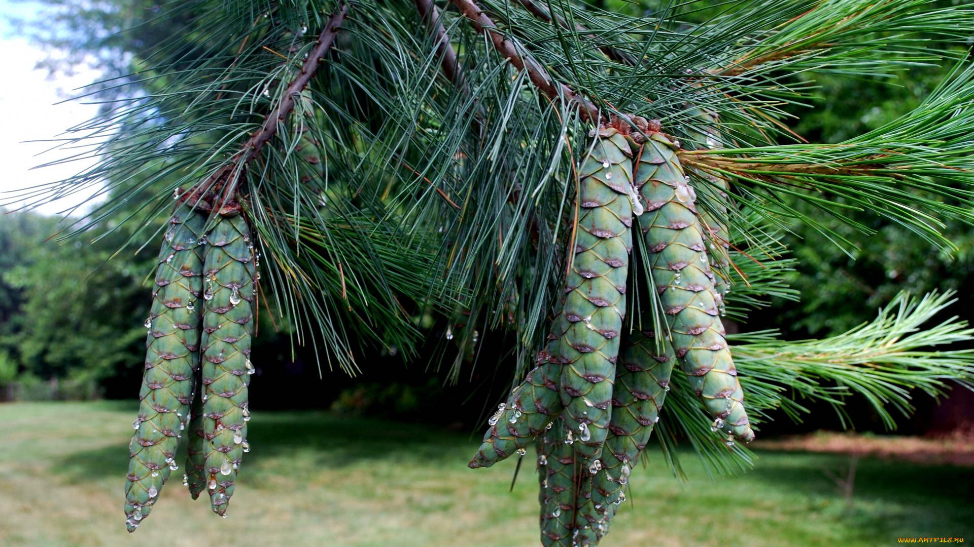 природа, шишки, , жёлуди, , каштаны, пиния, ветка