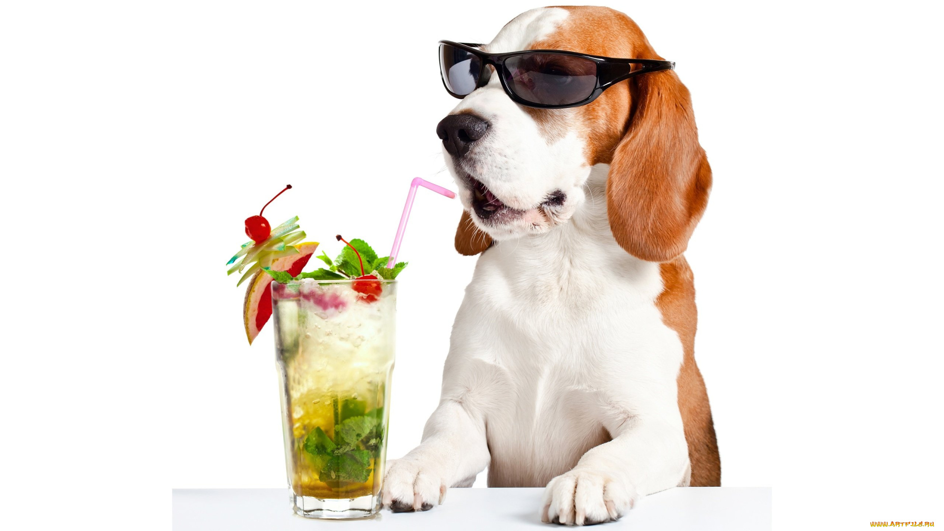юмор, и, приколы, очки, лапы, пробка, бассет-хаунд, стекло, коктейль, белый, фон, юмор, напиток, лица, стол