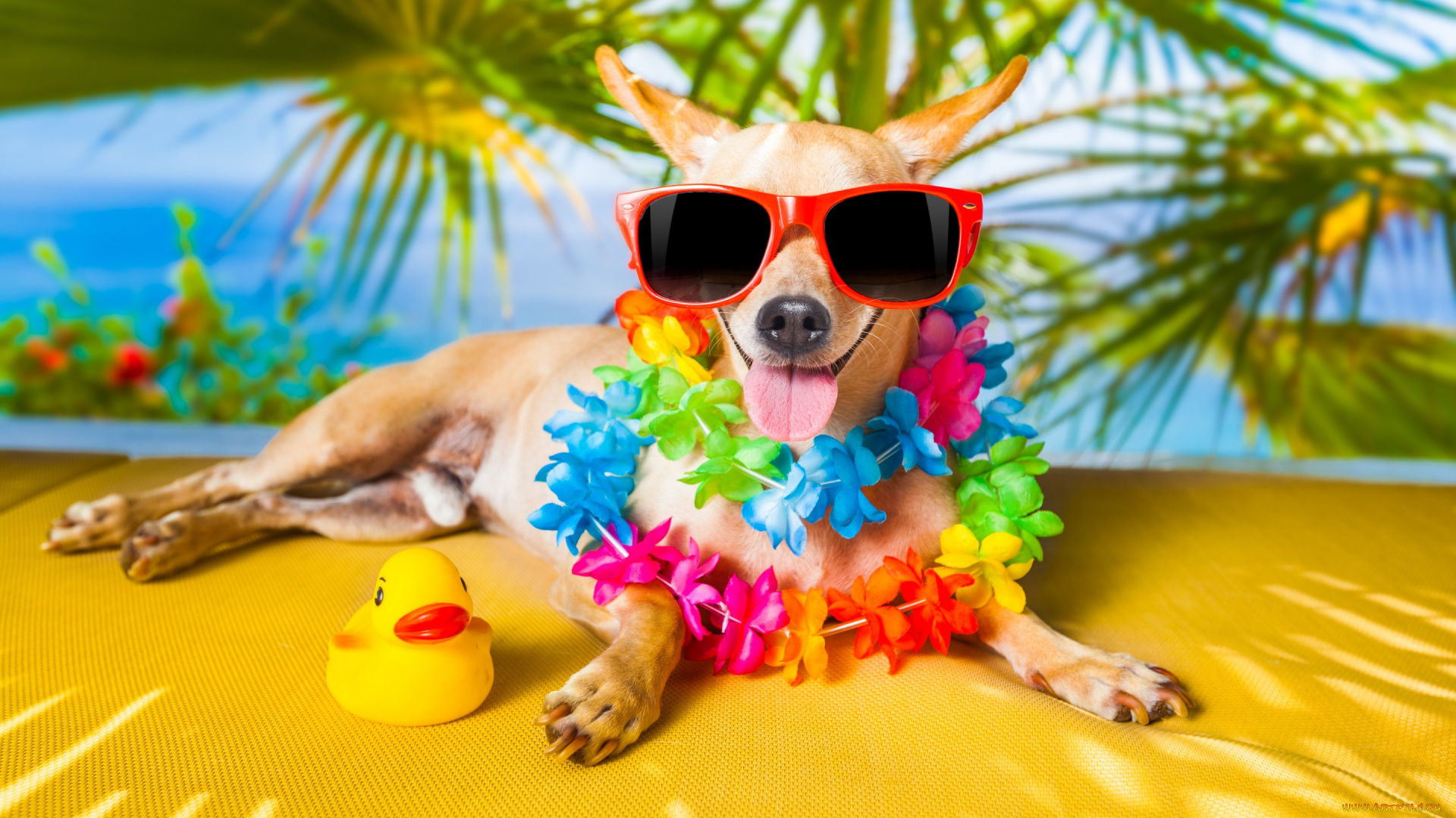 юмор, и, приколы, очки, юмор, собака, уточка, язык