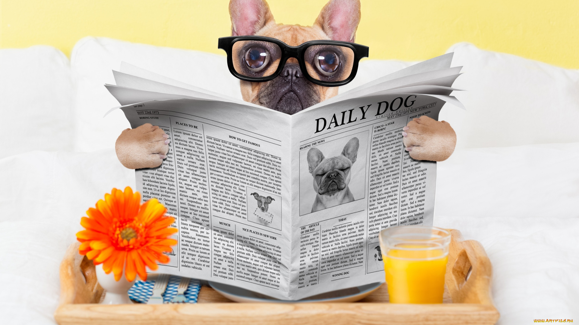 юмор, и, приколы, стакан, собака, юмор, сок, очки, газета, окуляры