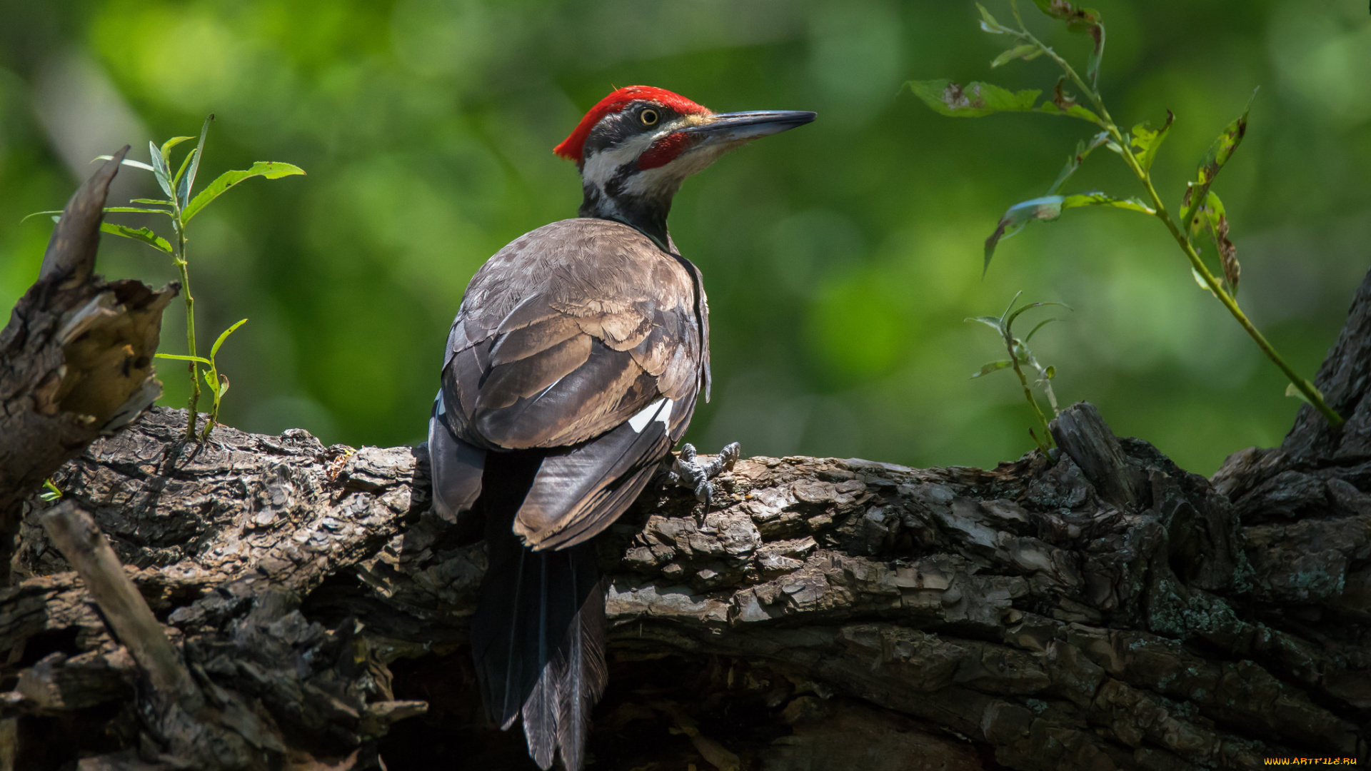 животные, дятлы, птичка