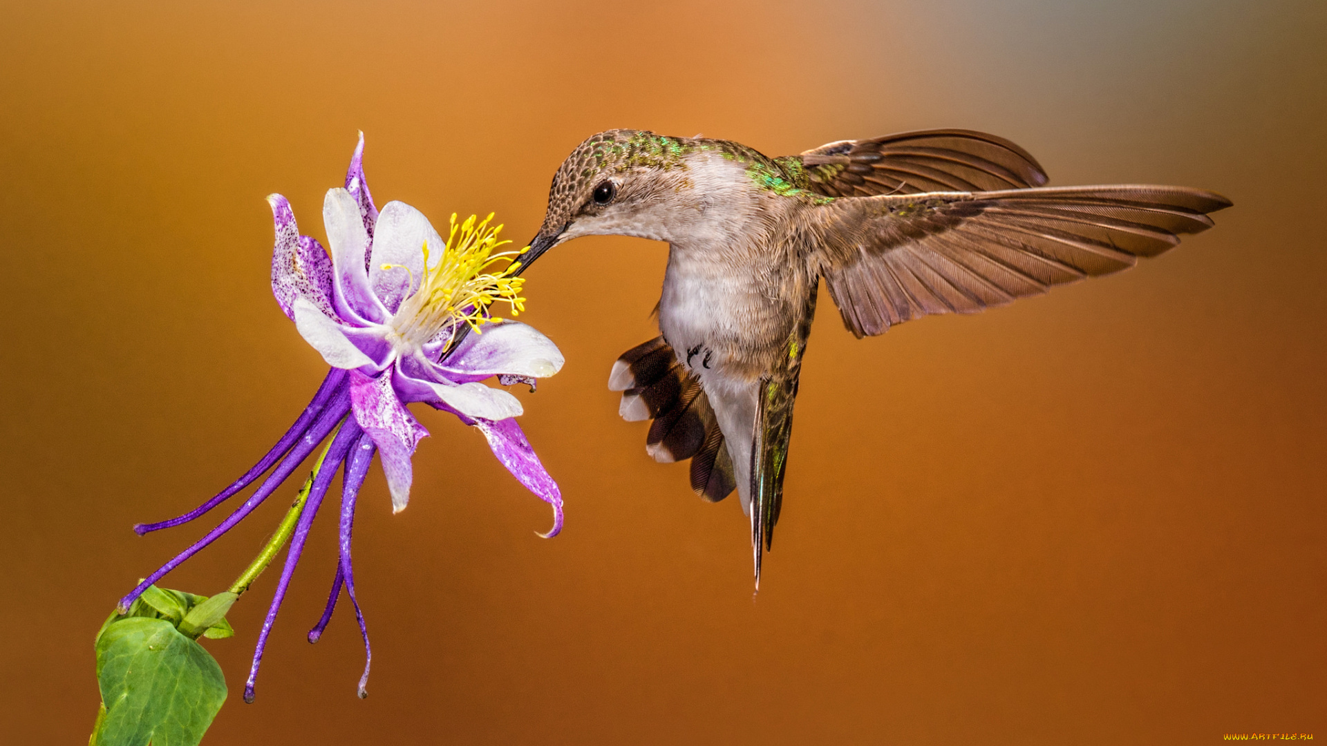 животные, колибри, птичка