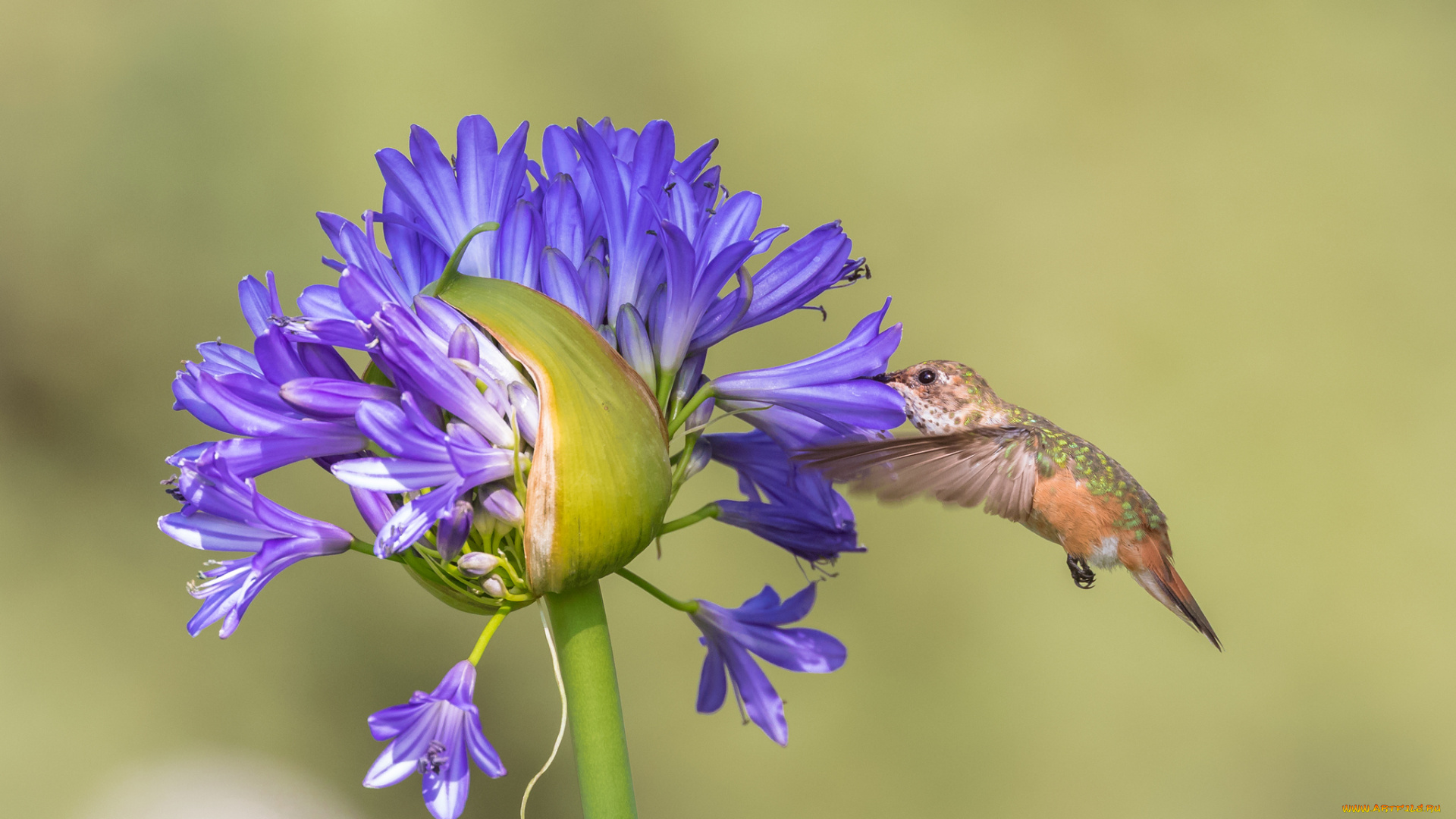 животные, колибри, птичка