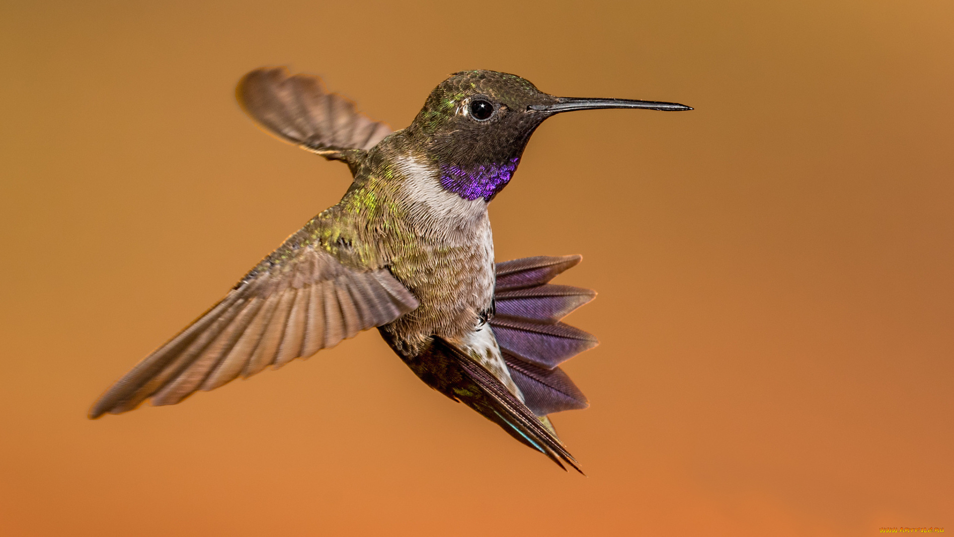 животные, колибри, птичка