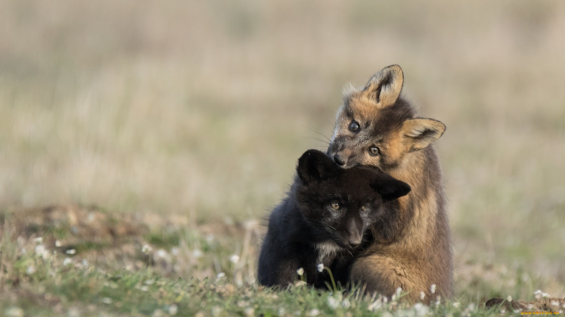 животные, лисы, детеныши, игра, природа, лиса