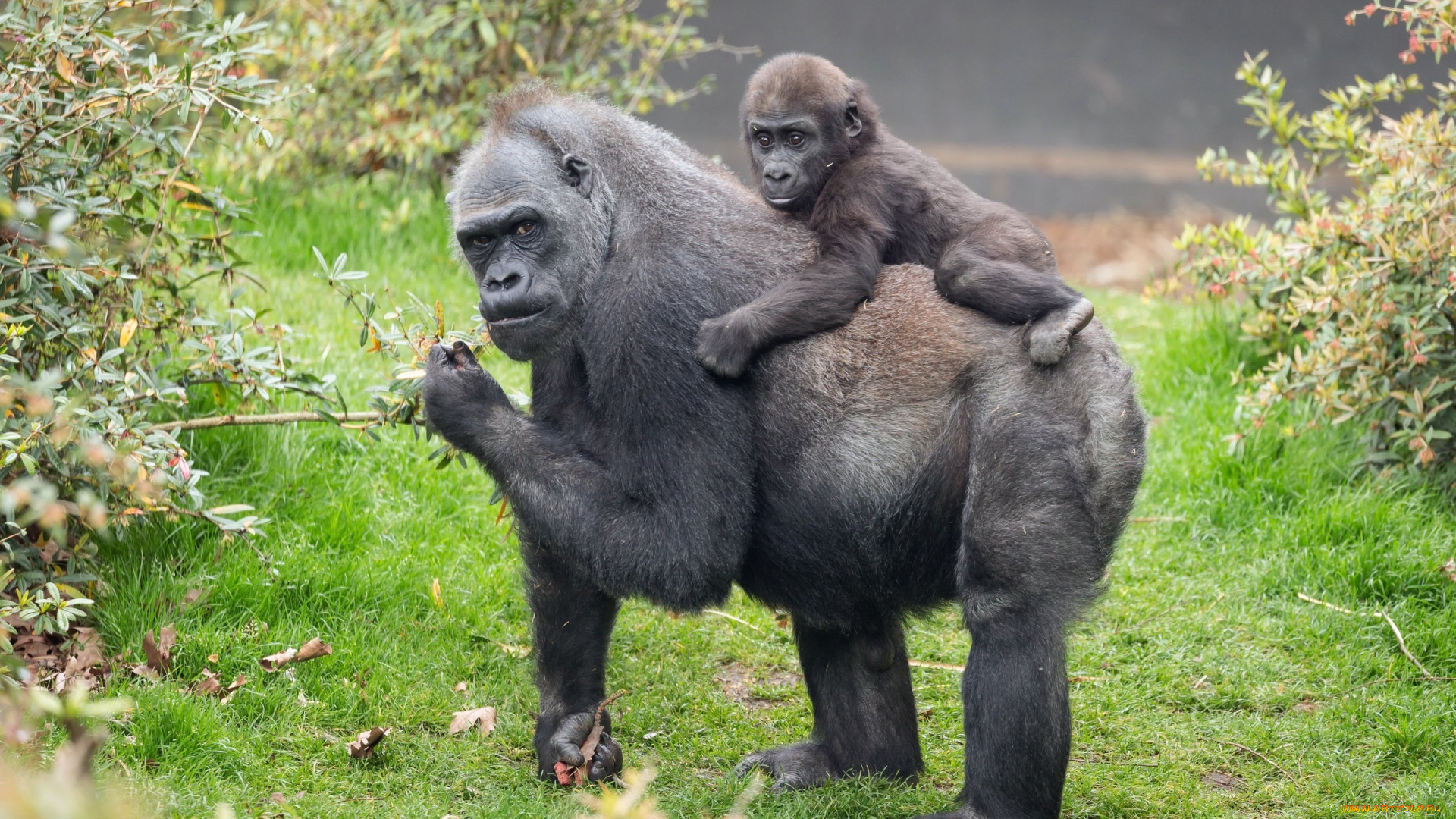 животные, обезьяны, фон, природа, гориллы