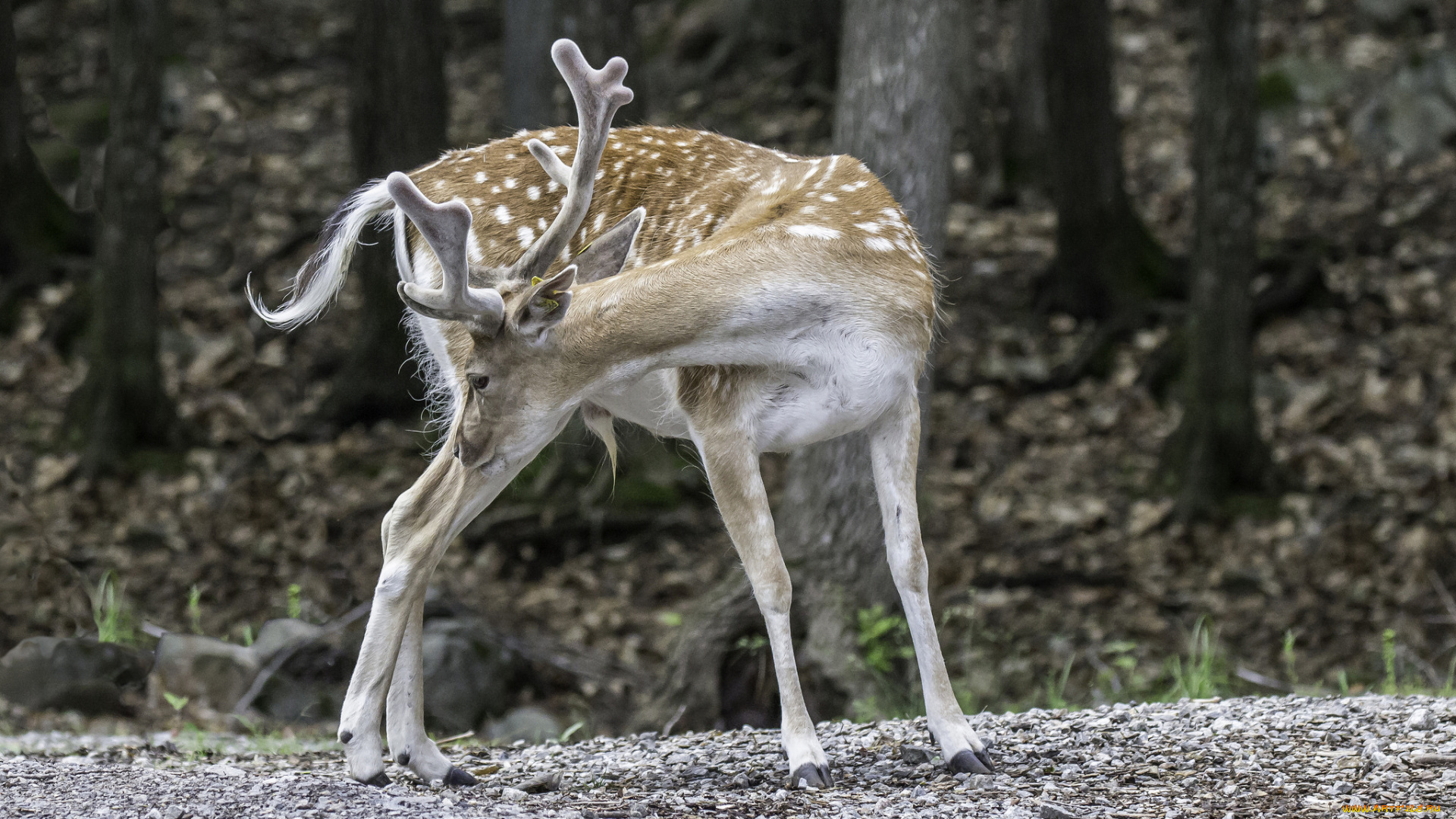 животные, олени, рога, шерсть, окрас, большой, олень