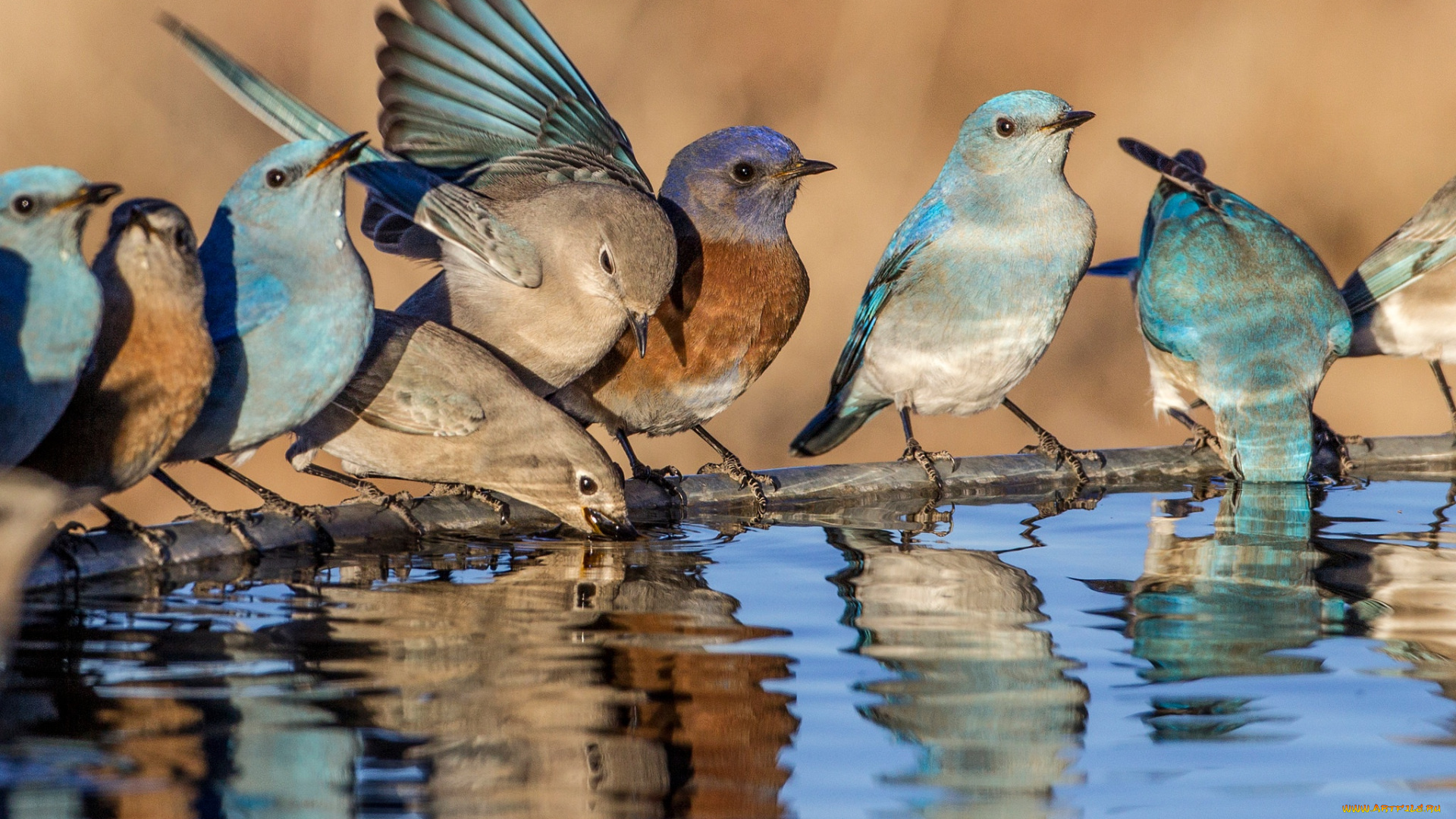 животные, птицы, голубая, сиалия, западная, вода