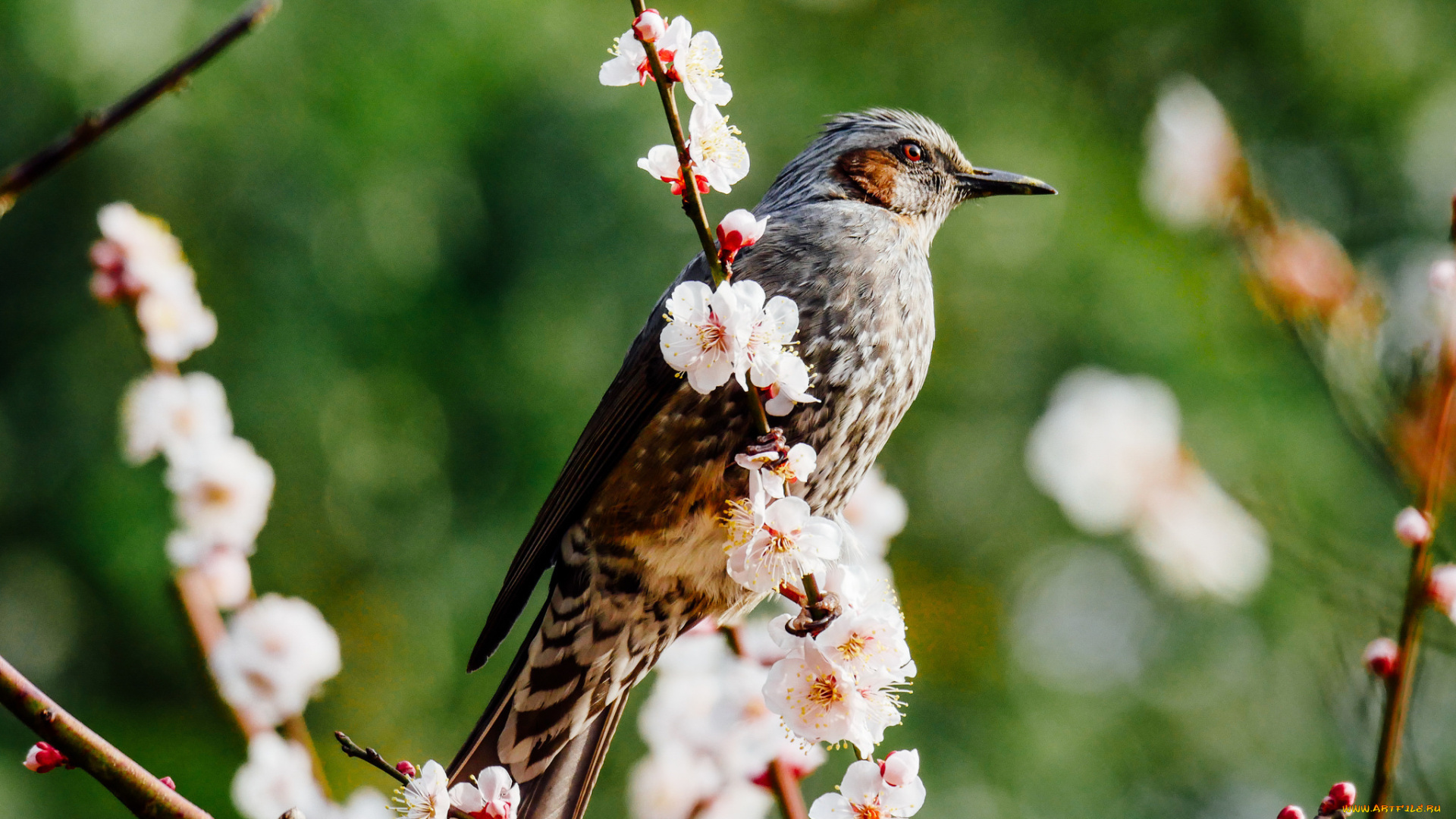 животные, птицы, мира, вишня, ветки, весна, боке, цветение, птица