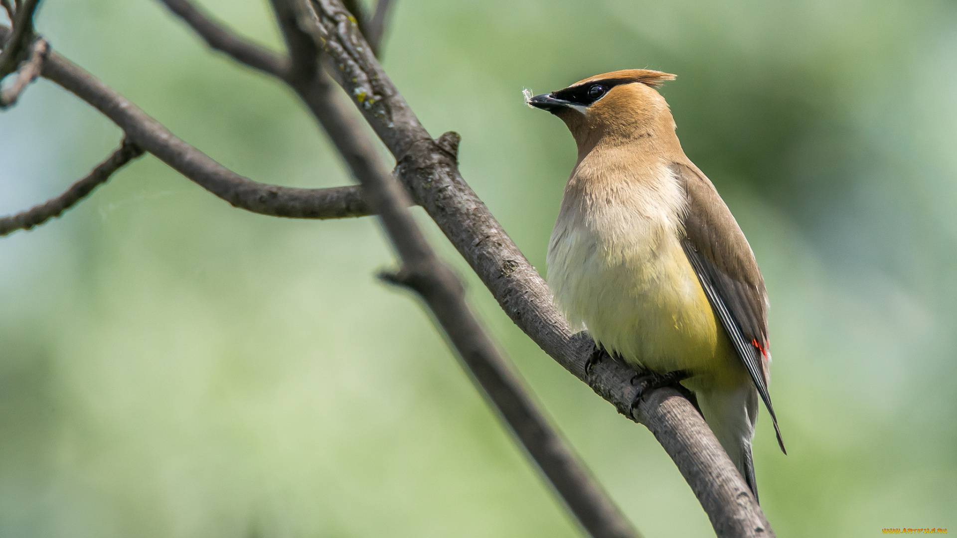 животные, птицы, птичка