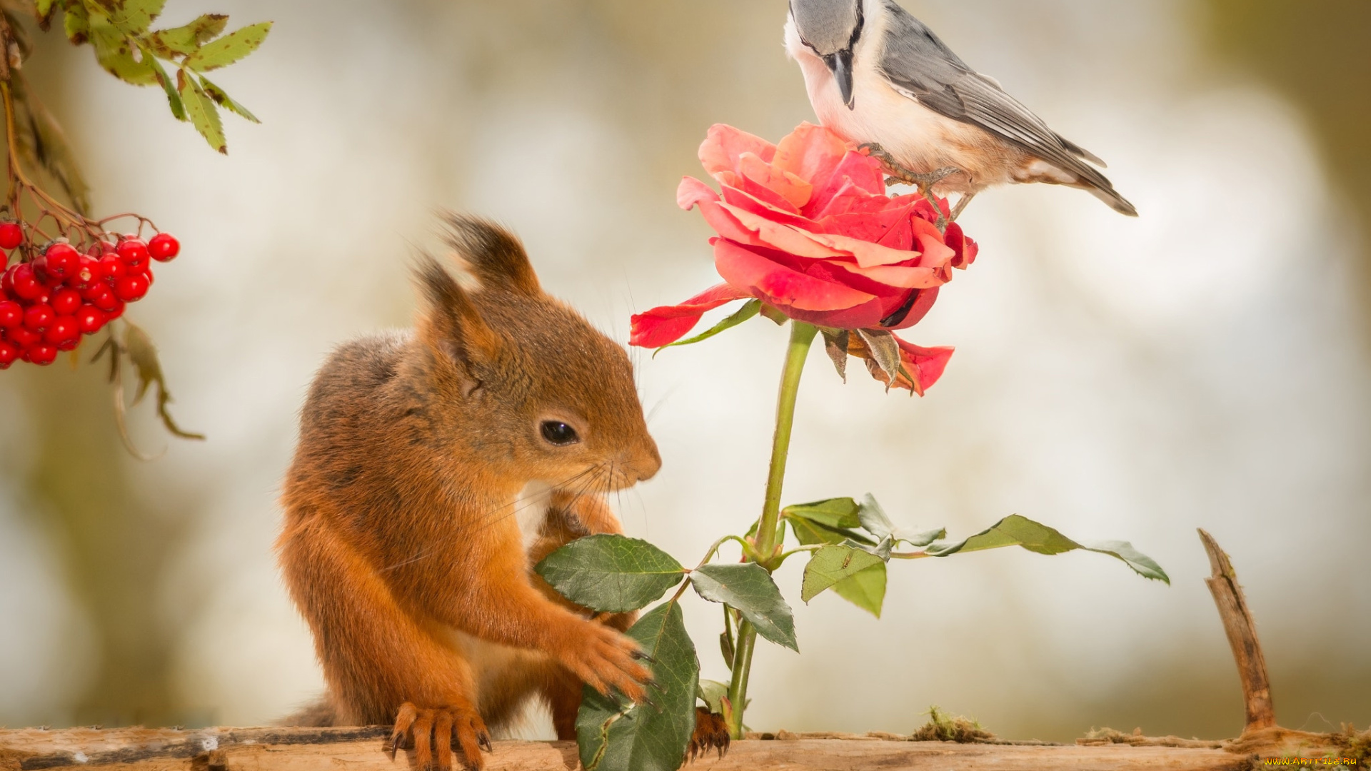 животные, разные, вместе, рябина, грызунов, журнал, белка, ягоды, птица, роза, цветок, природа