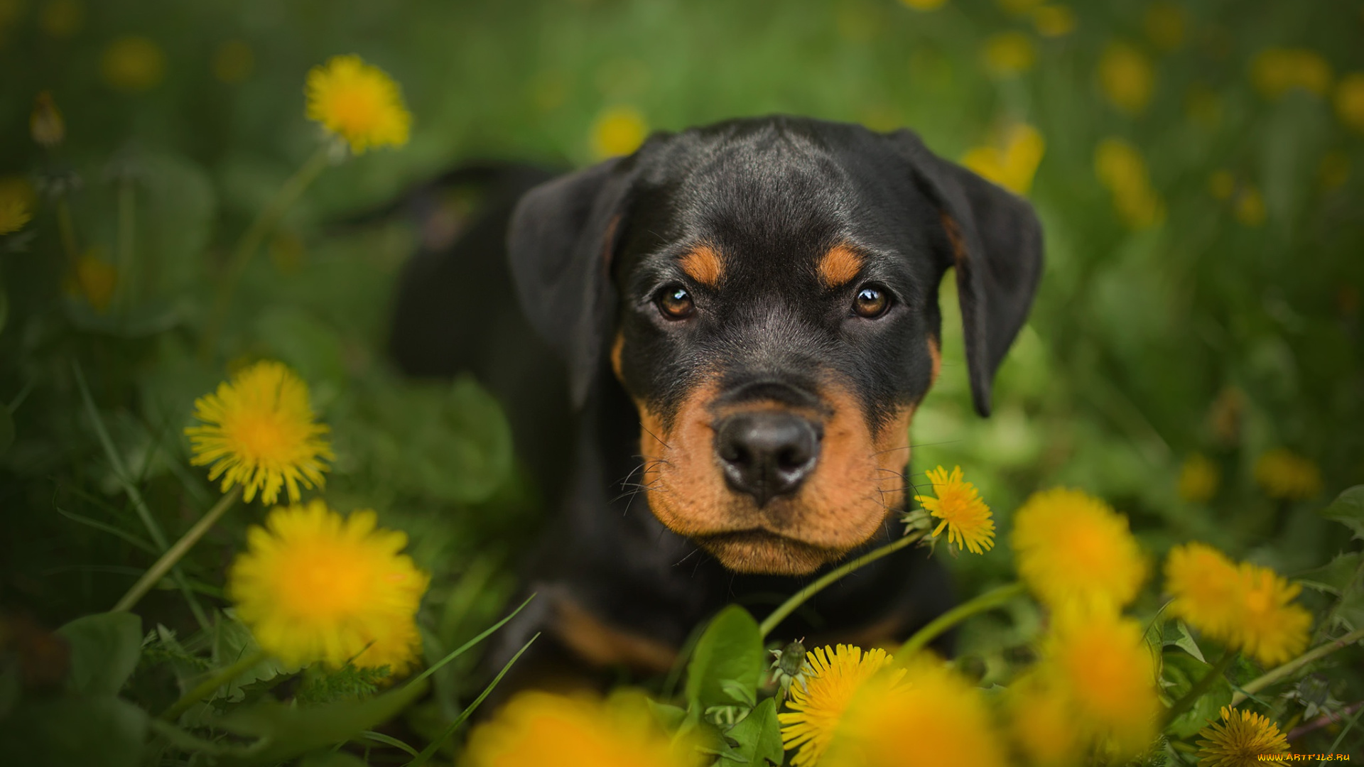 животные, собаки, одуванчики, щенок, собака, ротвейлер