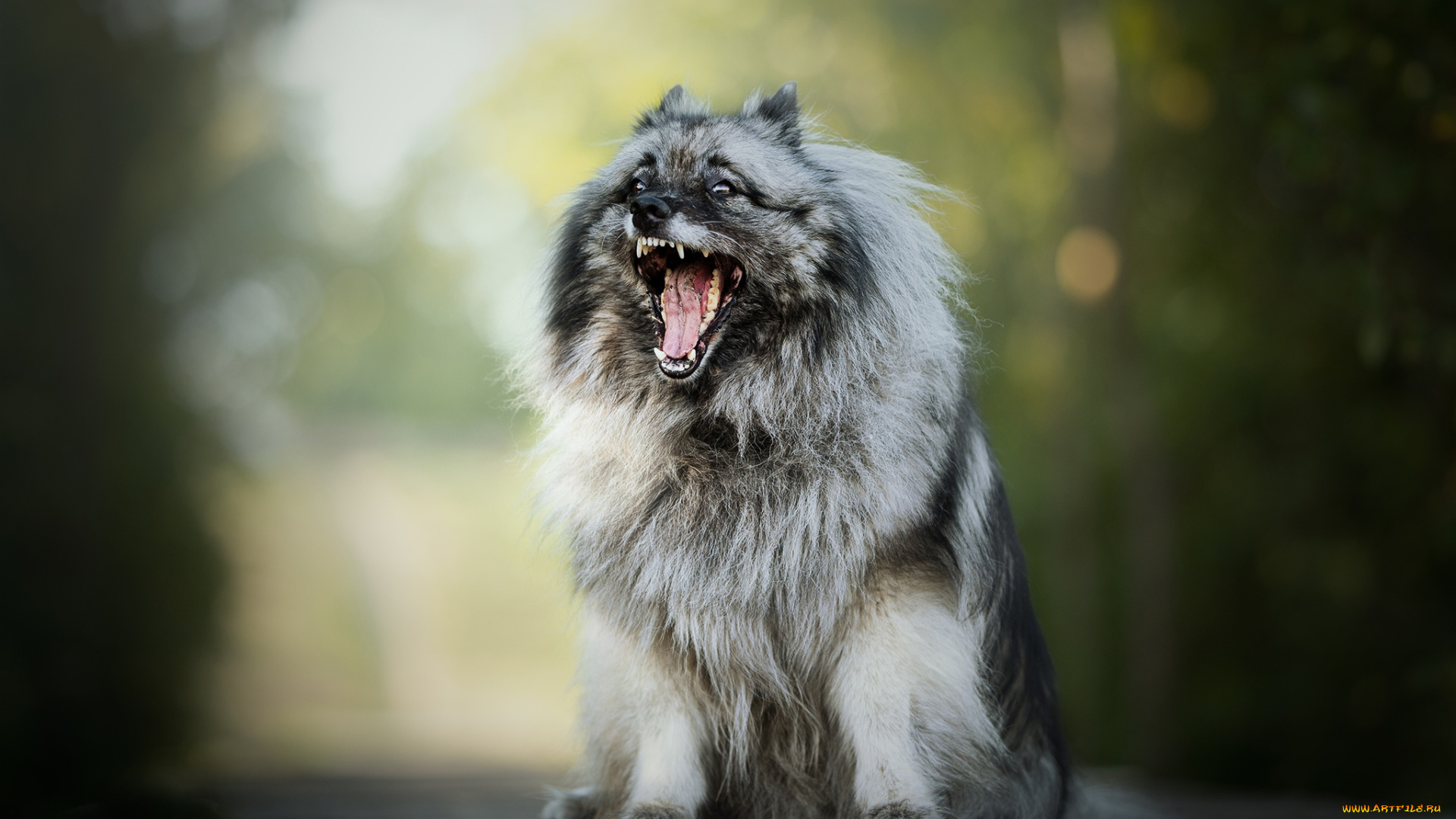 животные, собаки, вольфшпиц, кеесхонд, пушистая, боке, пасть, собака