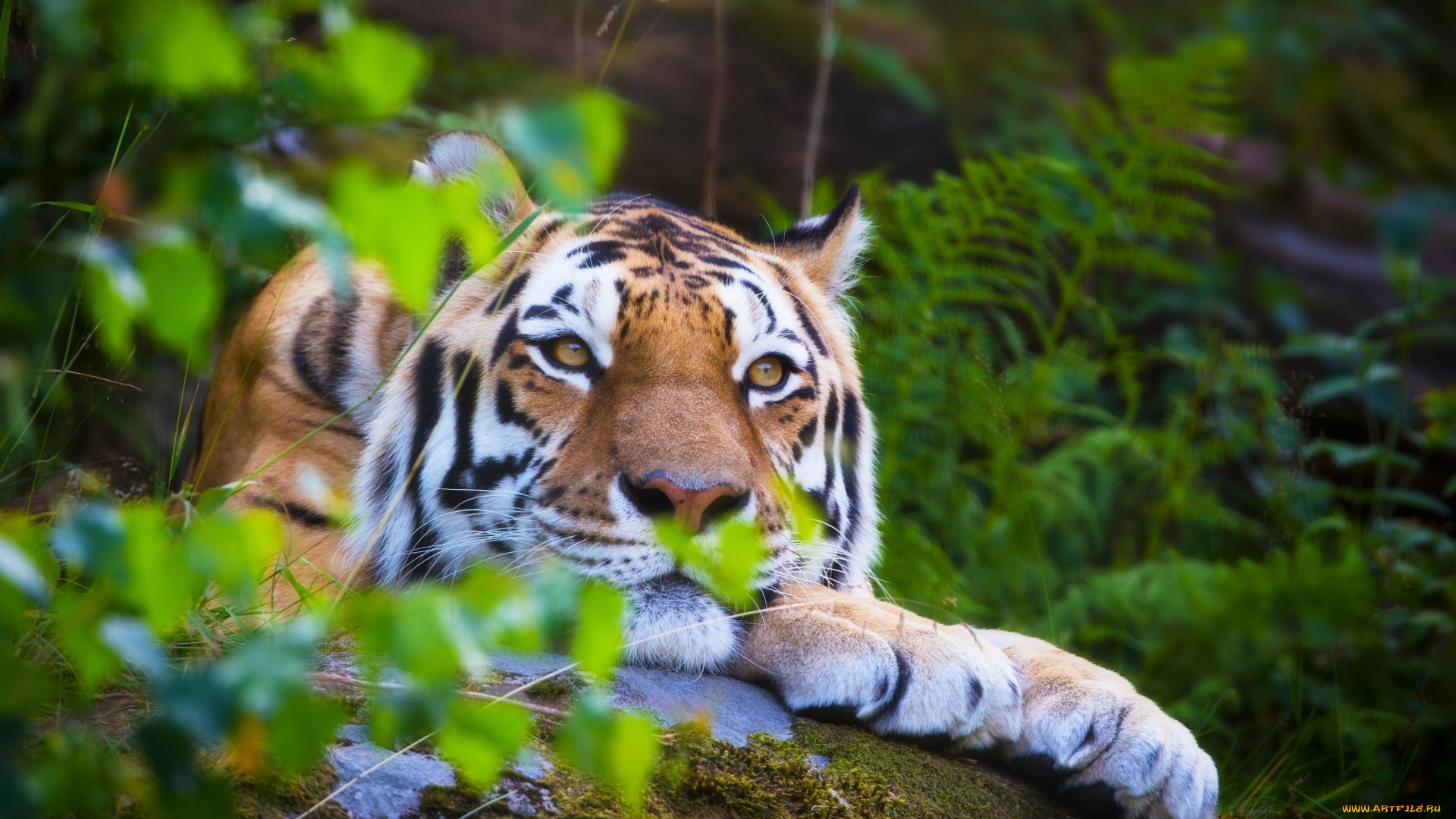 животные, тигры, природа, листья, макро, кошка, тигр