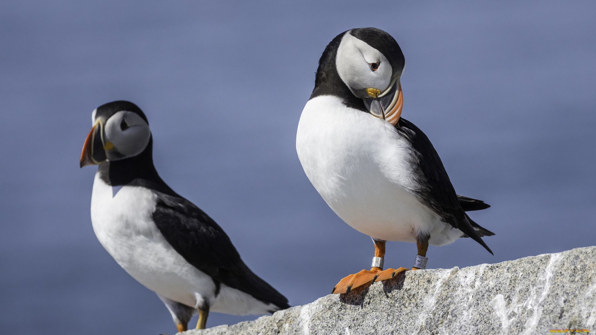 животные, тупики, тупик, перья, птица, окрас