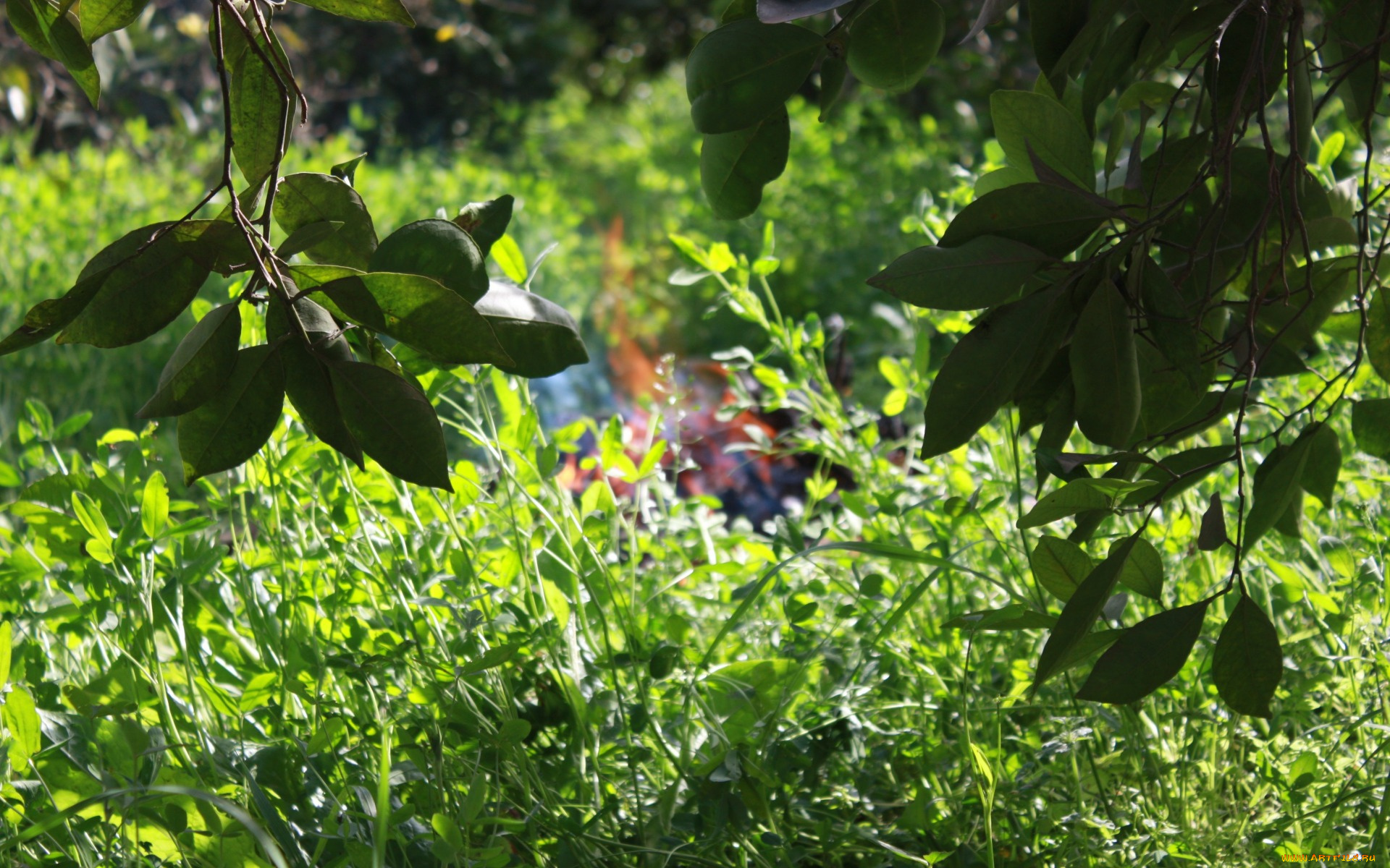 природа, листья, трава