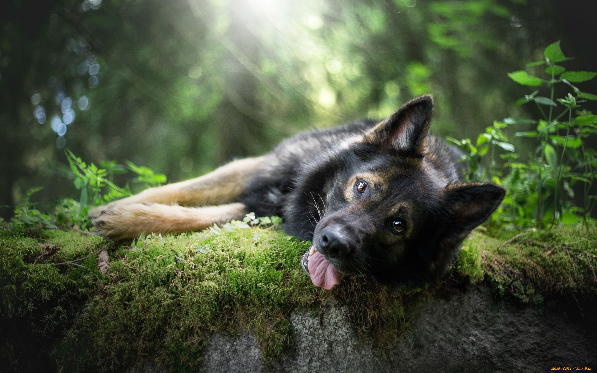 животные, собаки, язык, овчарка, на, природе, собака, мох, морда, взгляд