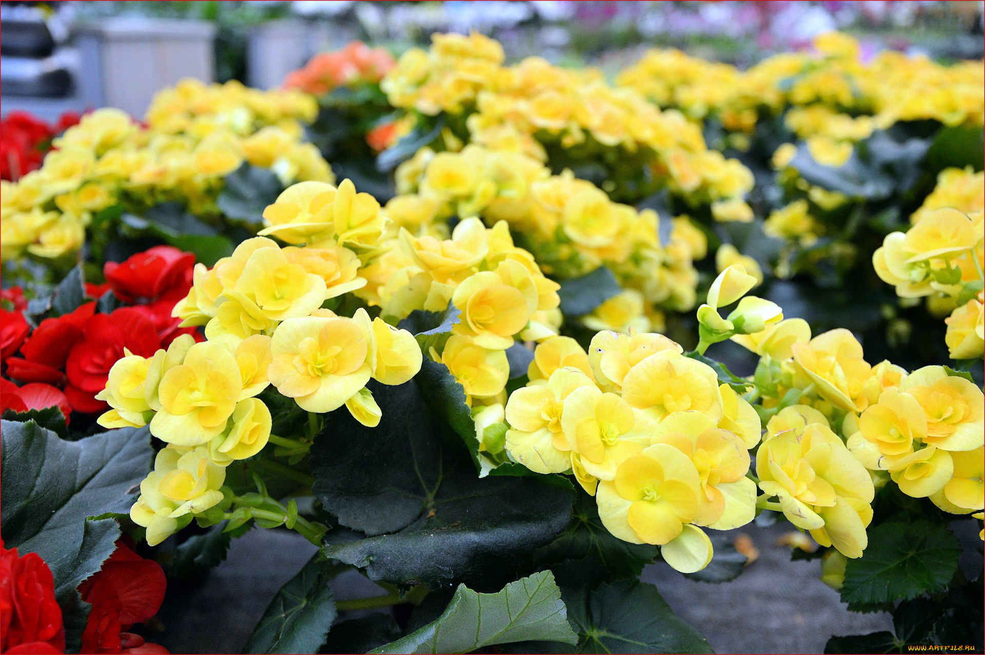 цветы, бегония, желтый