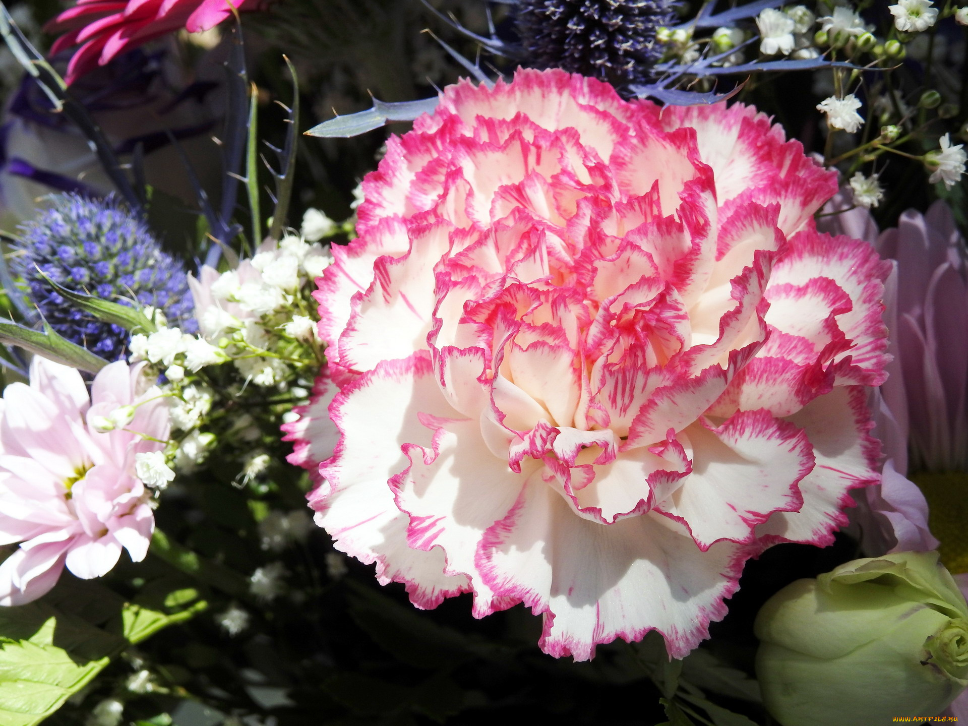 цветы, гвоздики, макро