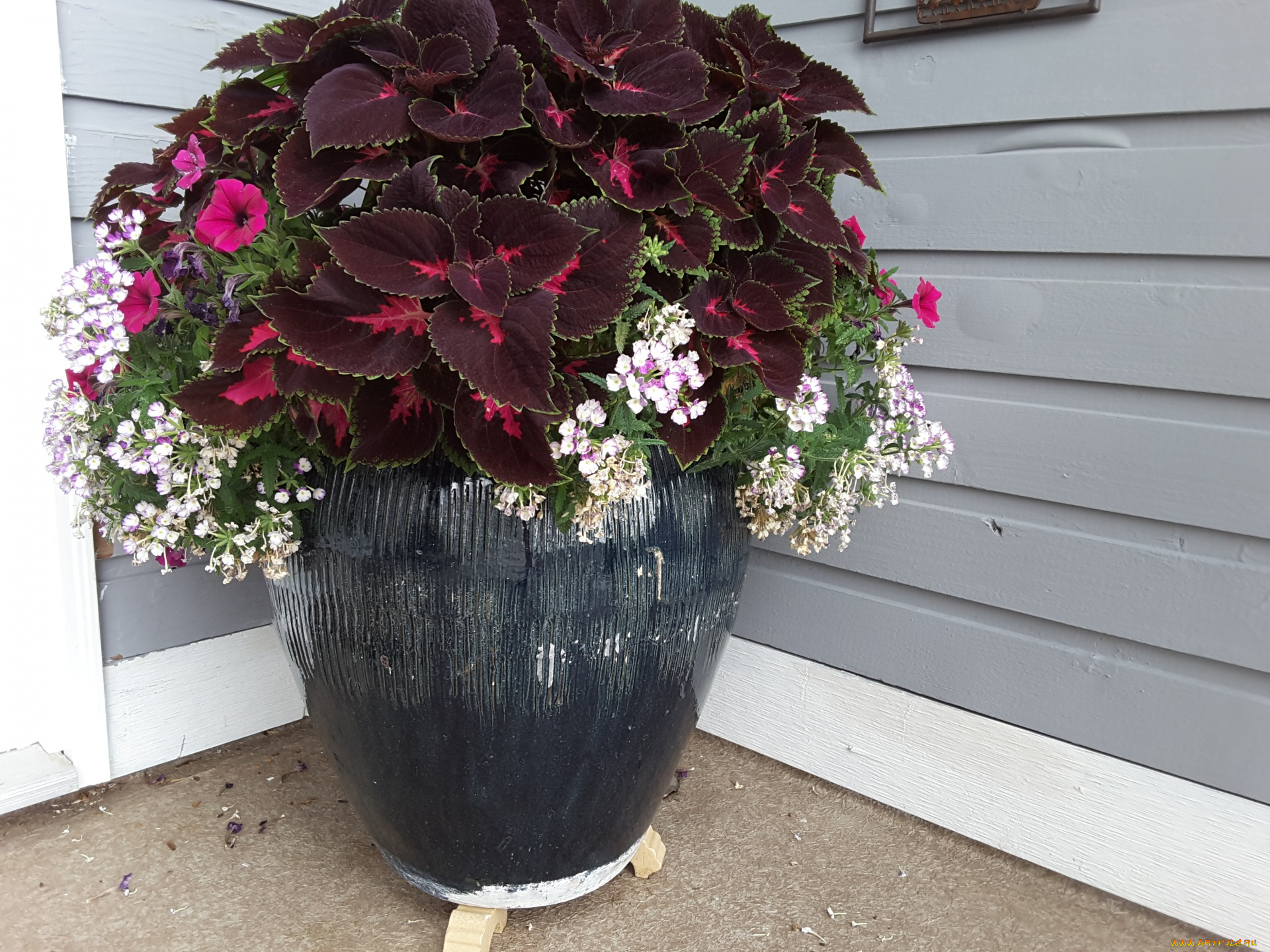 цветы, разные, вместе, петунии, колеус