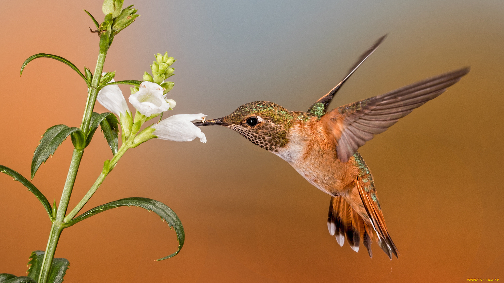 животные, колибри, птичка