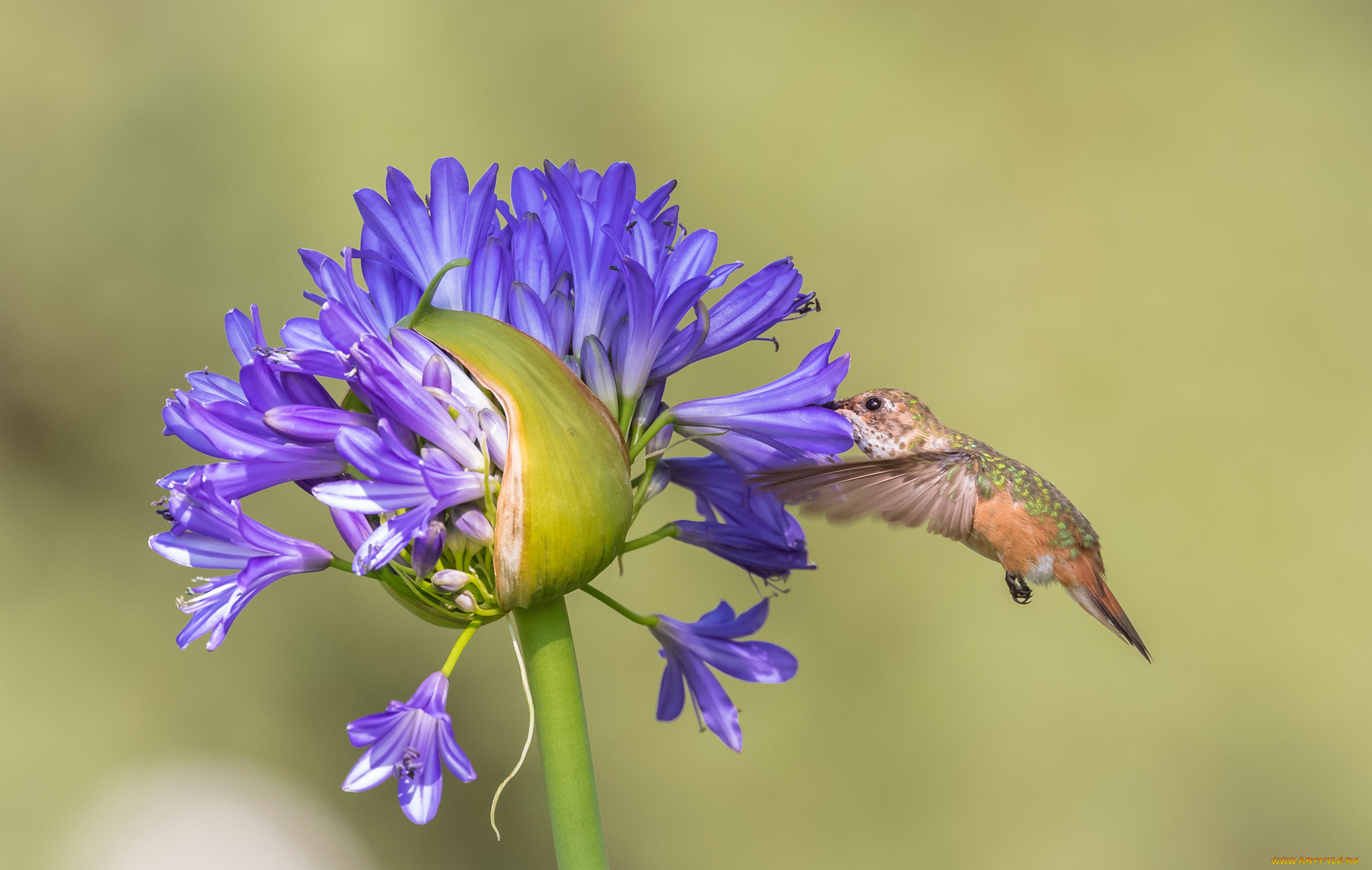 животные, колибри, птичка