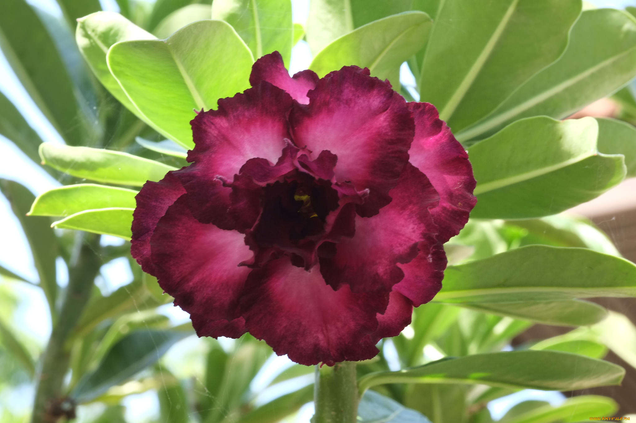 цветы, адениум, , мандевилла, цветение, пустынная, роза