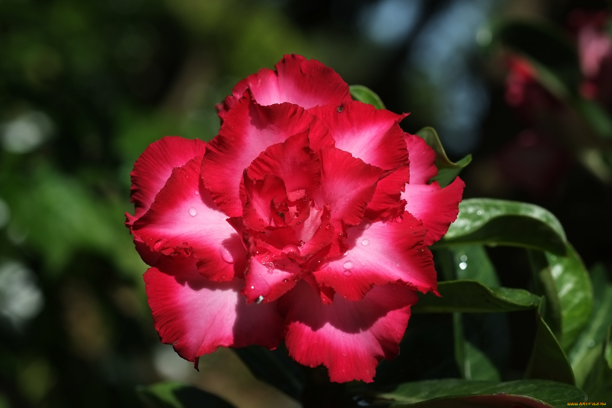 цветы, адениум, , мандевилла, цветение, пустынная, роза