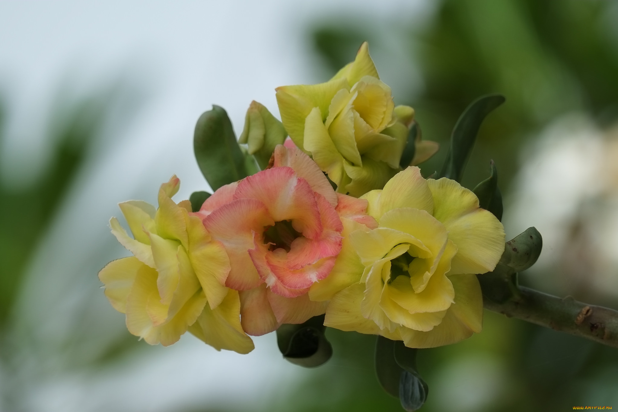 цветы, адениум, , мандевилла, цветение, пустынная, роза